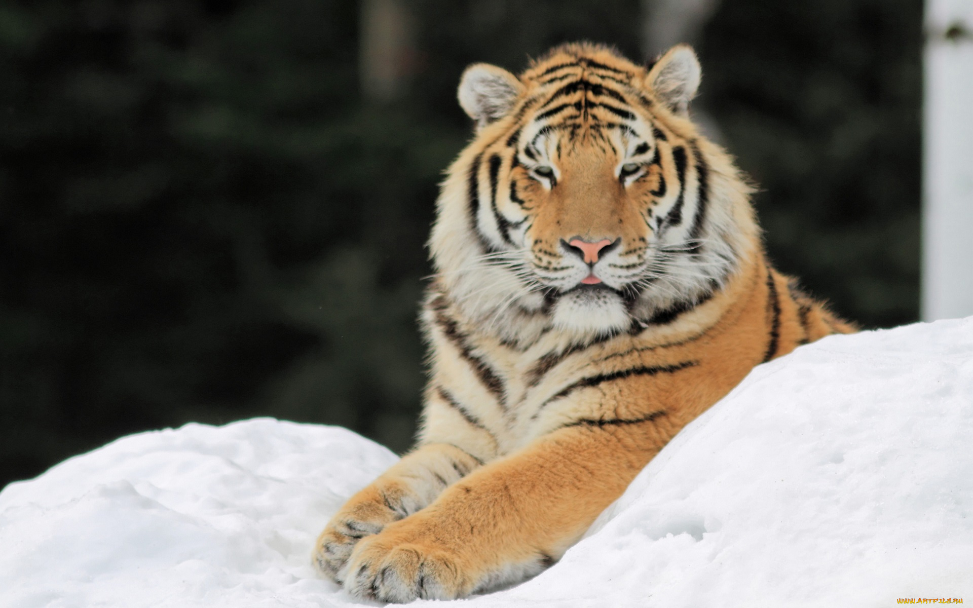 животные, тигры, тигр, снег, лапы