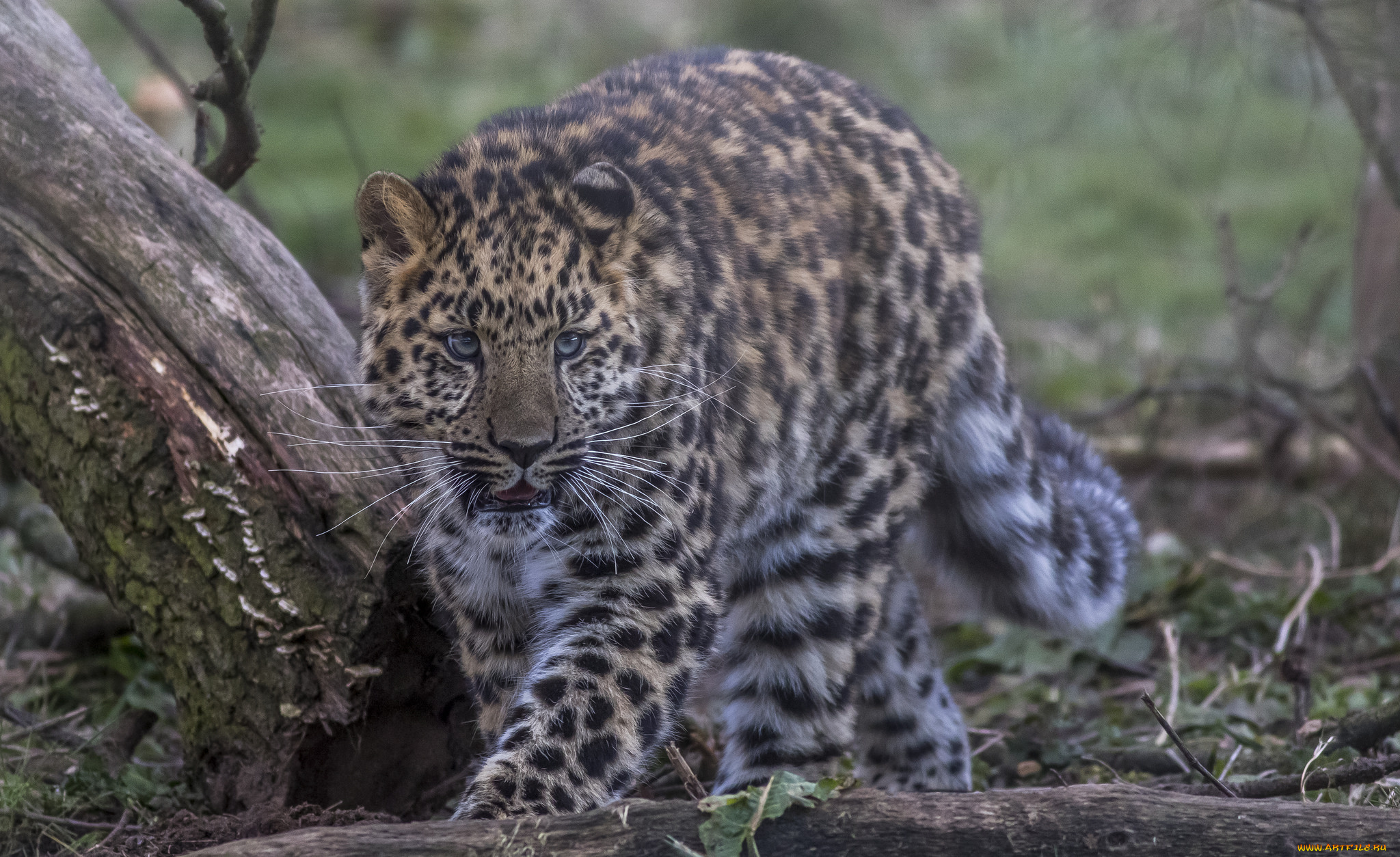 amur, leopard, животные, леопарды, хищник