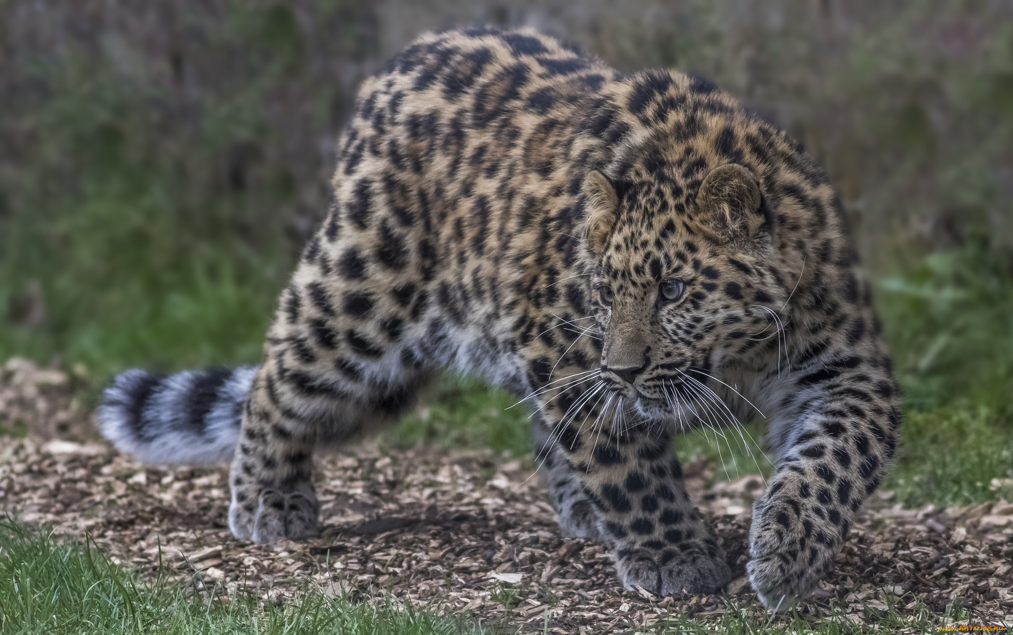 amur, leopard, животные, леопарды, хищник