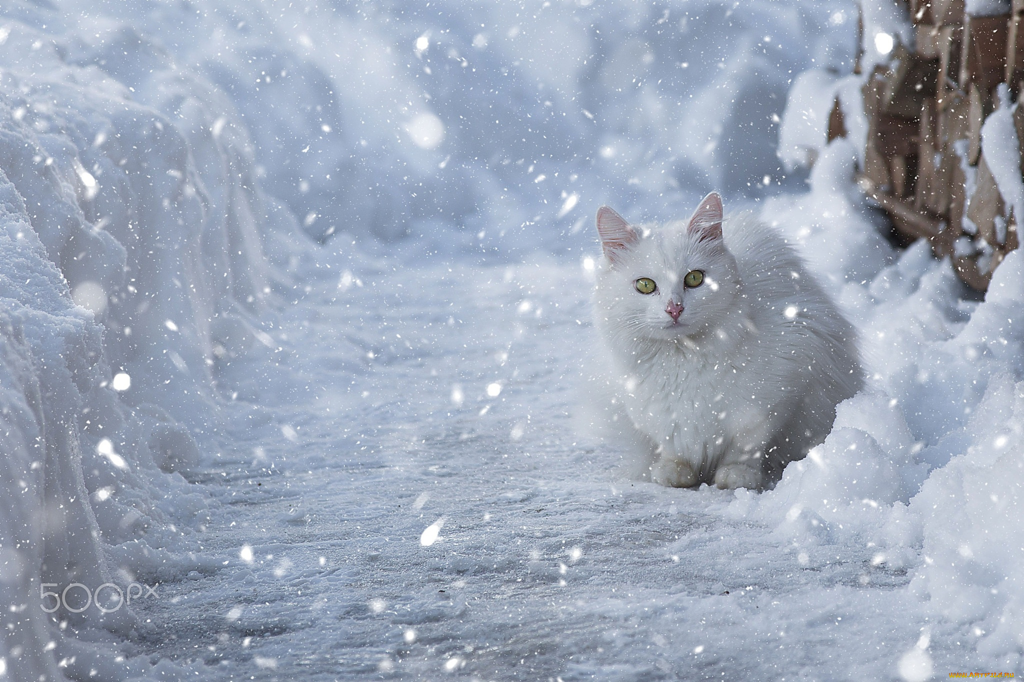 животные, коты, снег, зима, кошка, белая