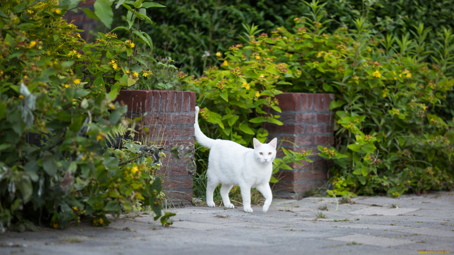 животные, коты, кошка, трава, кот, белый