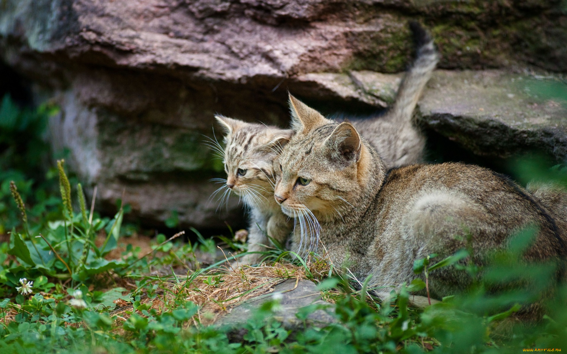 животные, коты, двое