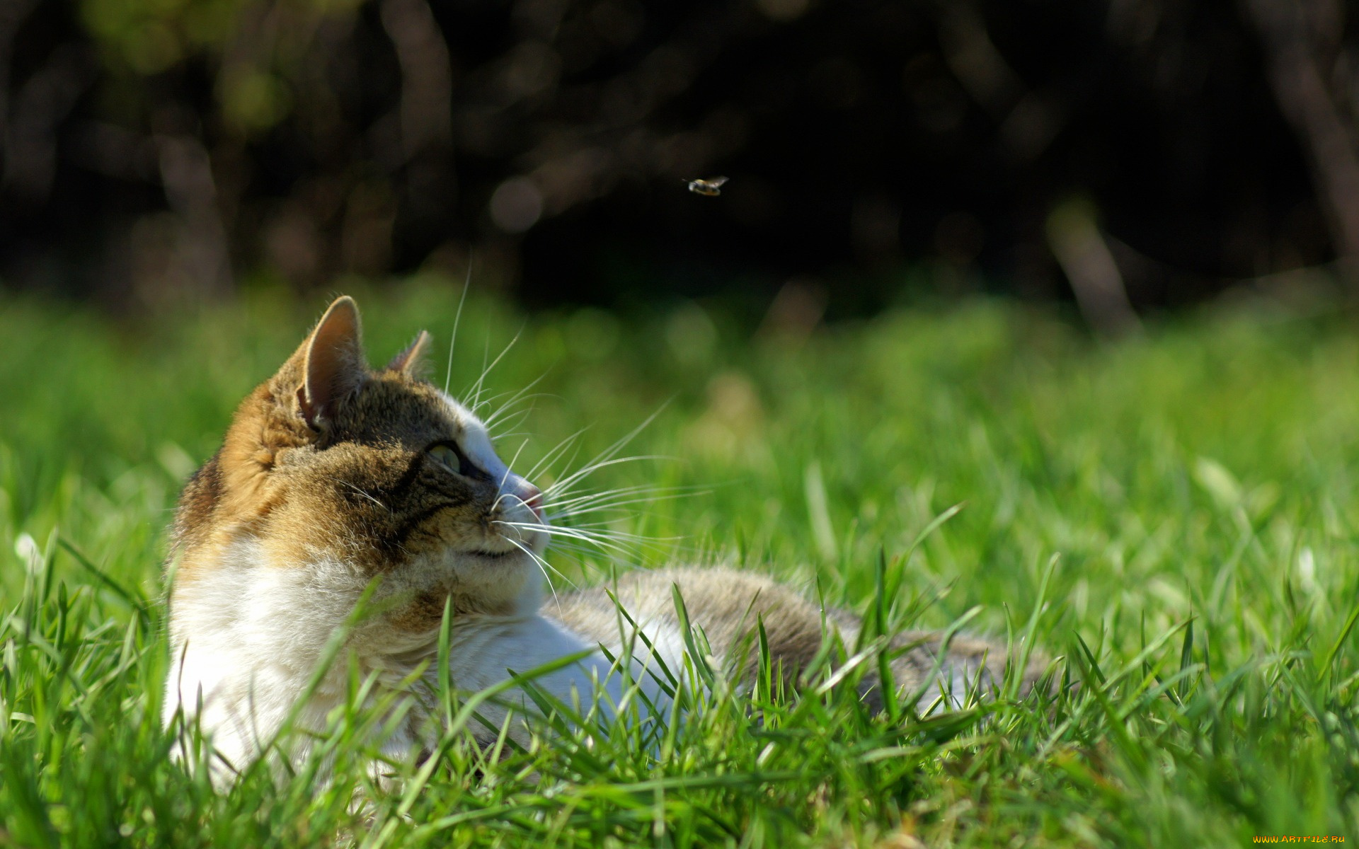 Кот в траве взгляд вверх без смс