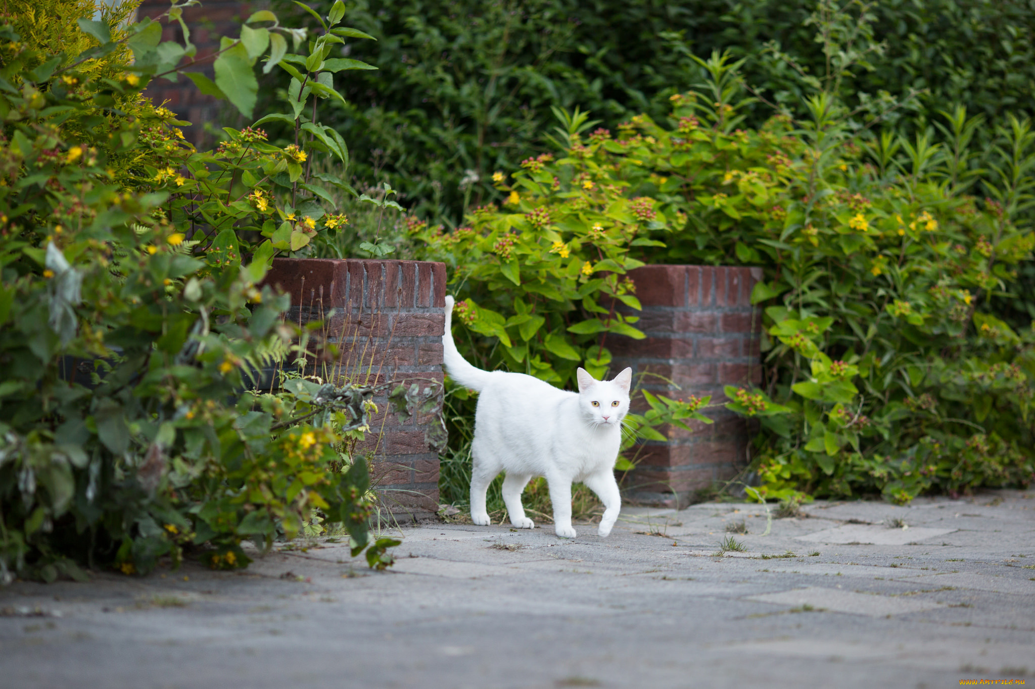 Белый кот на траве загрузить