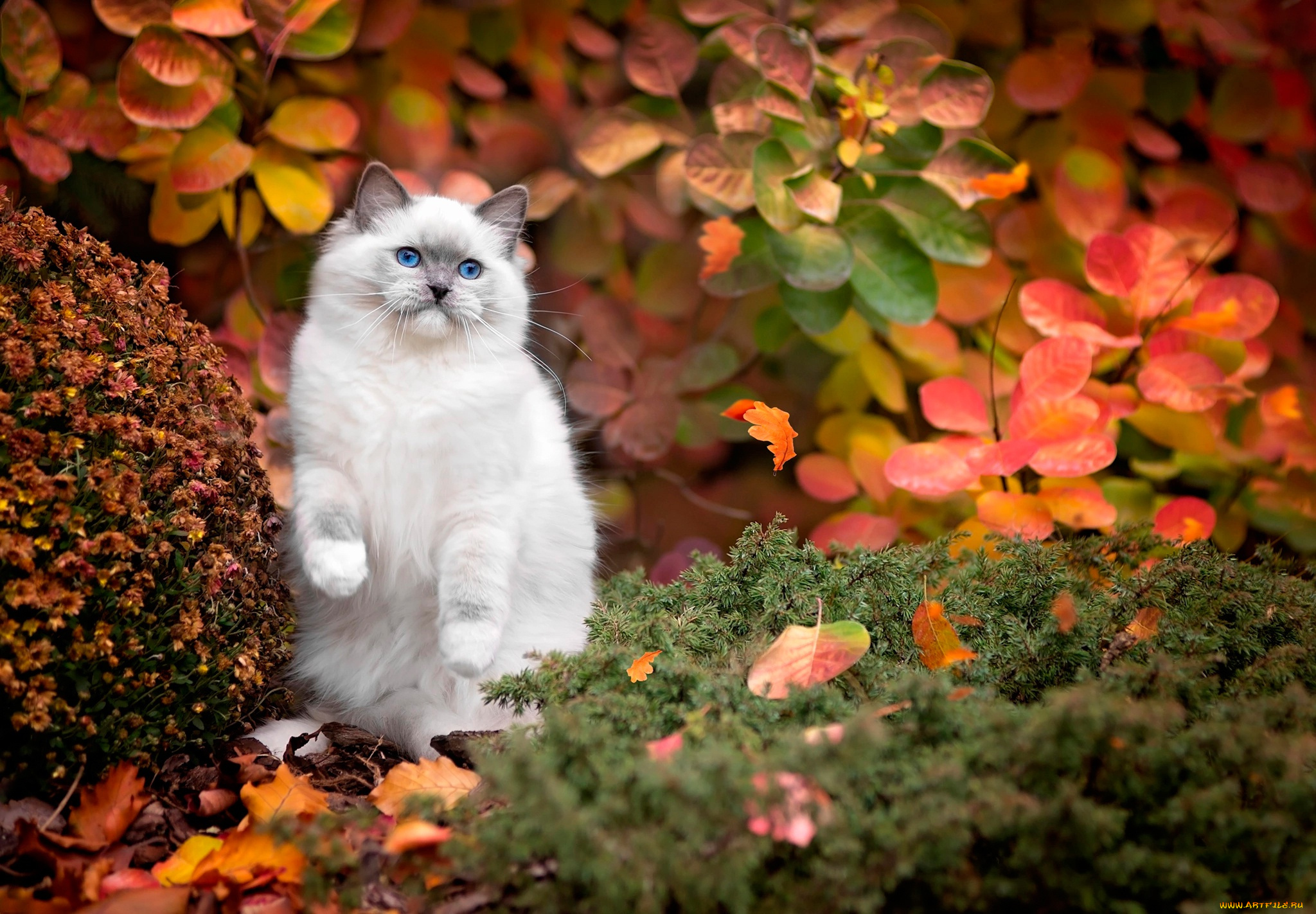 животные, коты, кот, осень, трава, листья, кусты, белый, природа, голубые, глаза, кошка