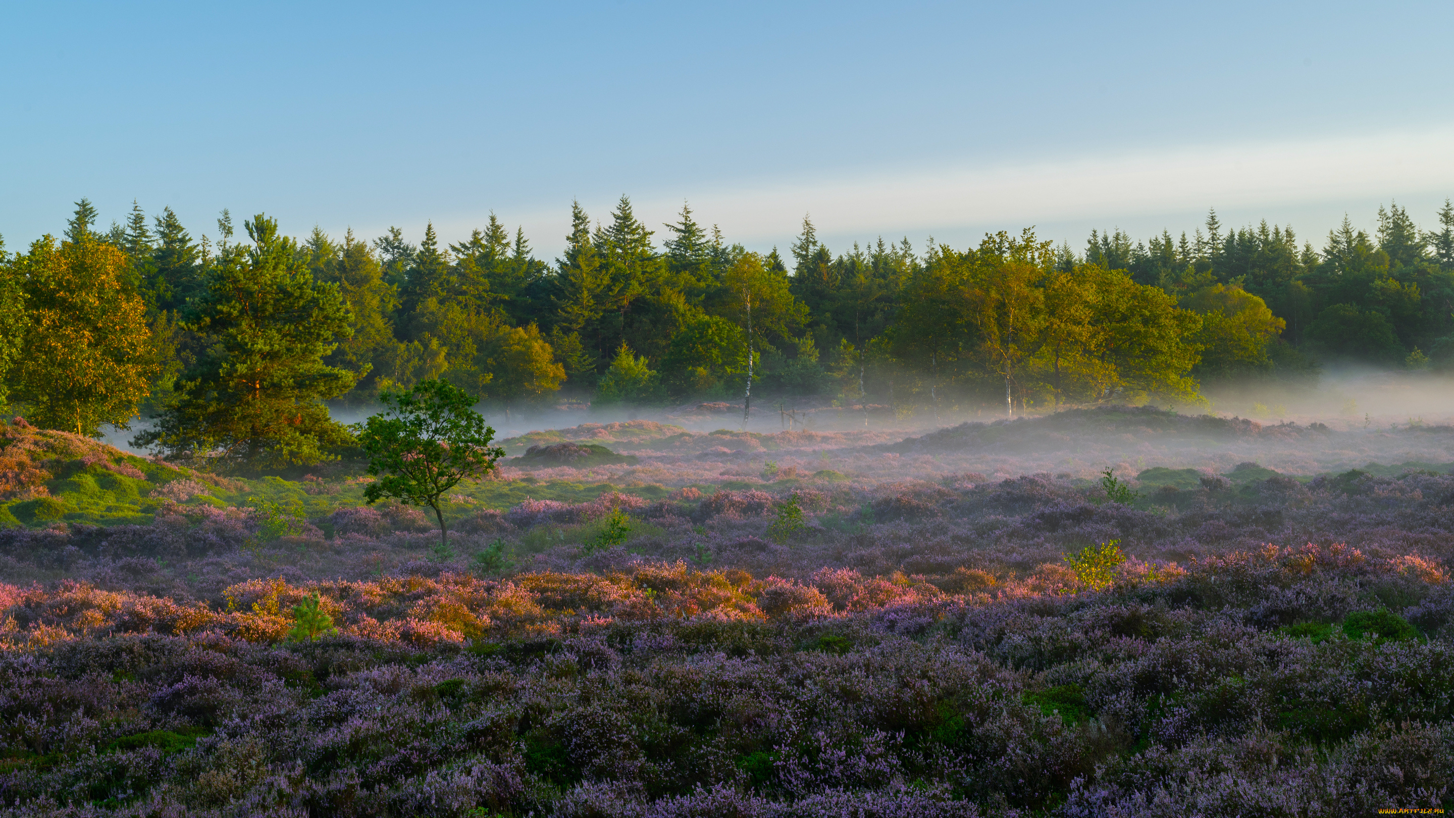 национальный, парк, the, hoge, veluwe, природа, луга, пейзаж, деревья, лес, туман, растения, трава, небо, утро, национальный, парк, the, hoge, veluwe, нидерланды