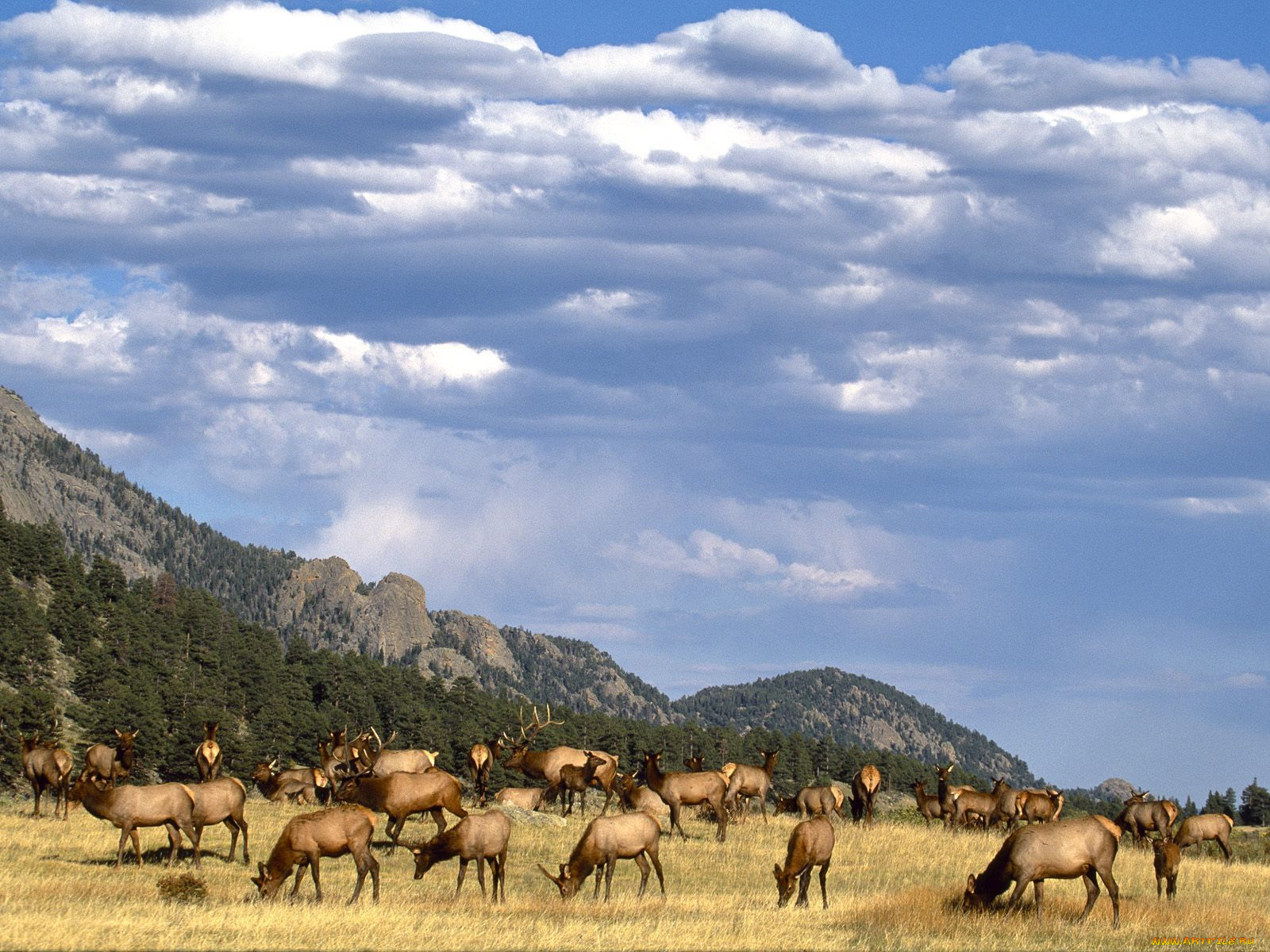 elk, herd, colorado, животные, олени