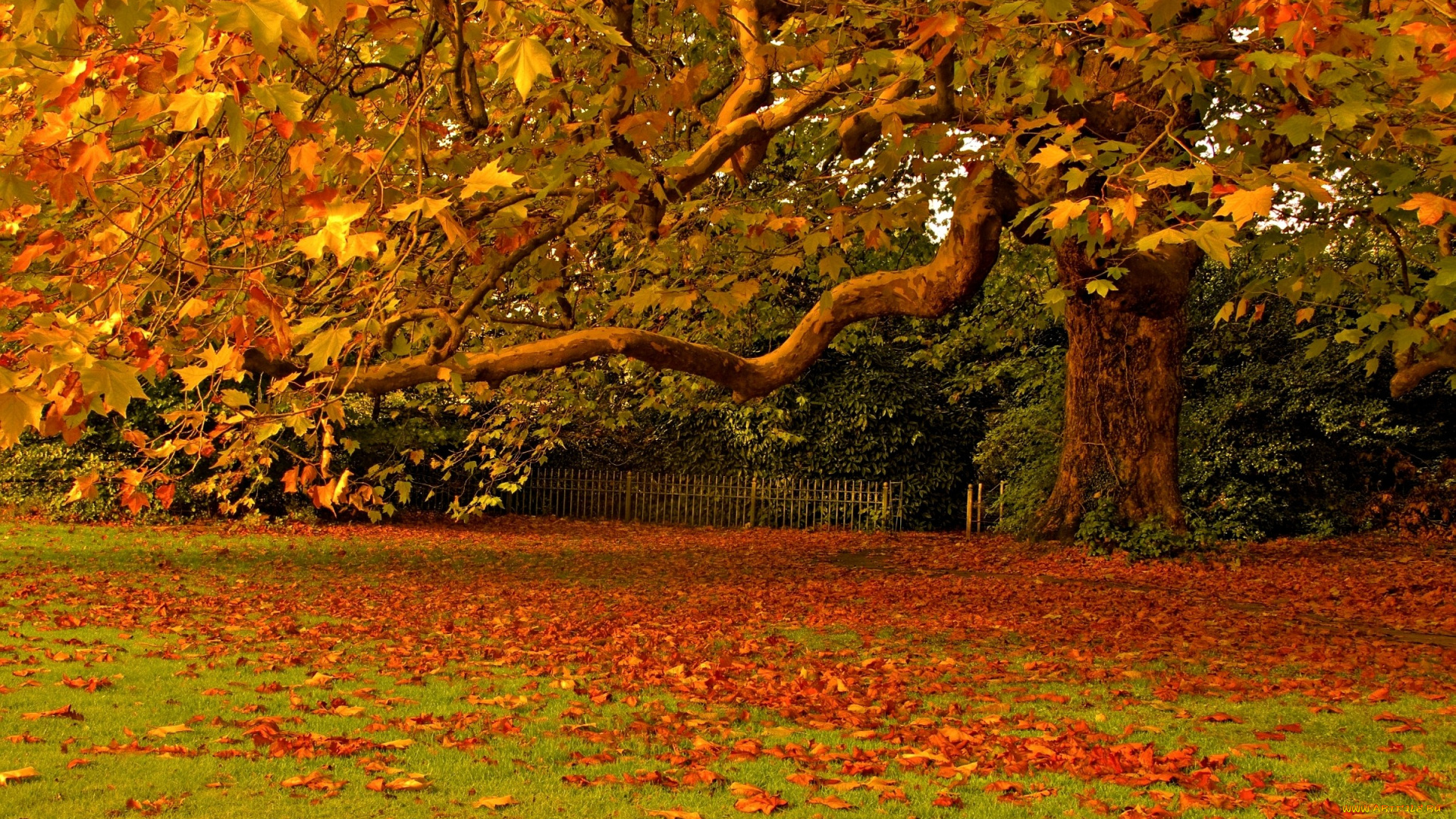 природа, деревья, клен, осень, желтый, листья