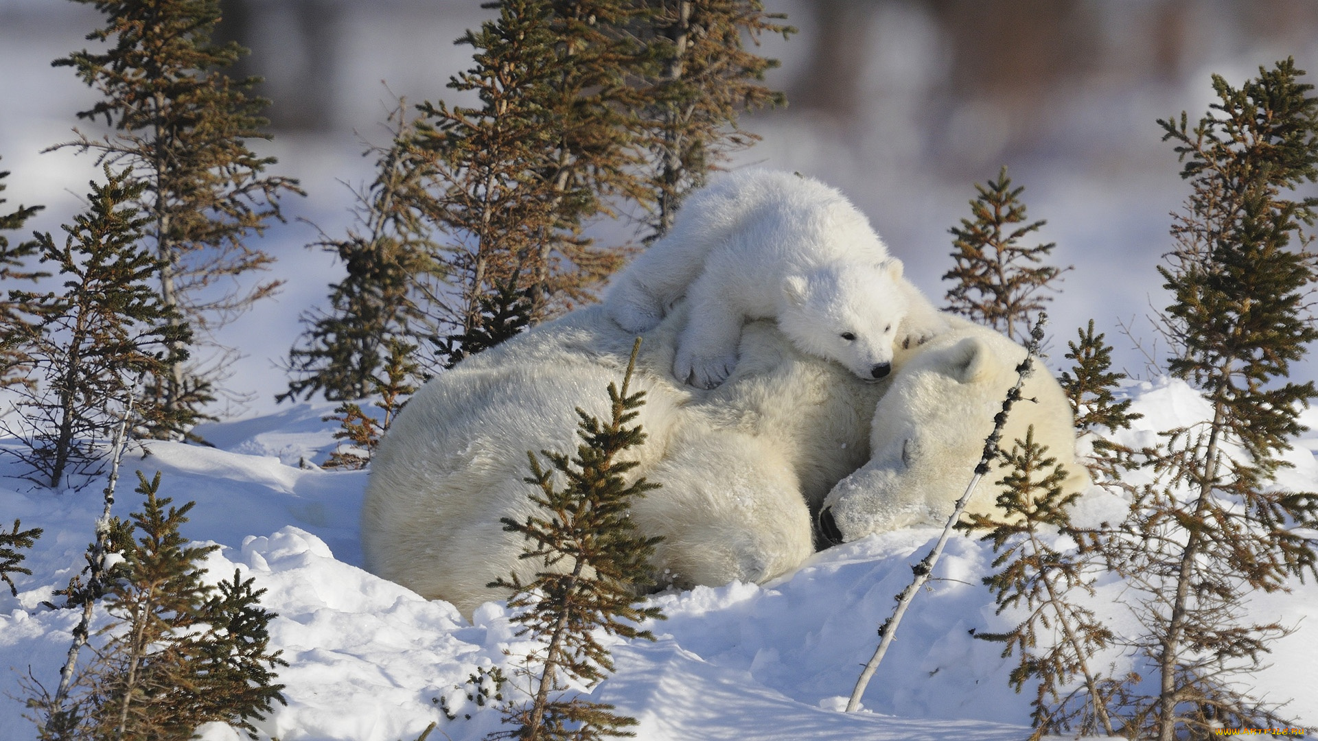 животные, медведи, медвеженок, спит, белые, на, снегу, медведица, малыш, детеныш, мама