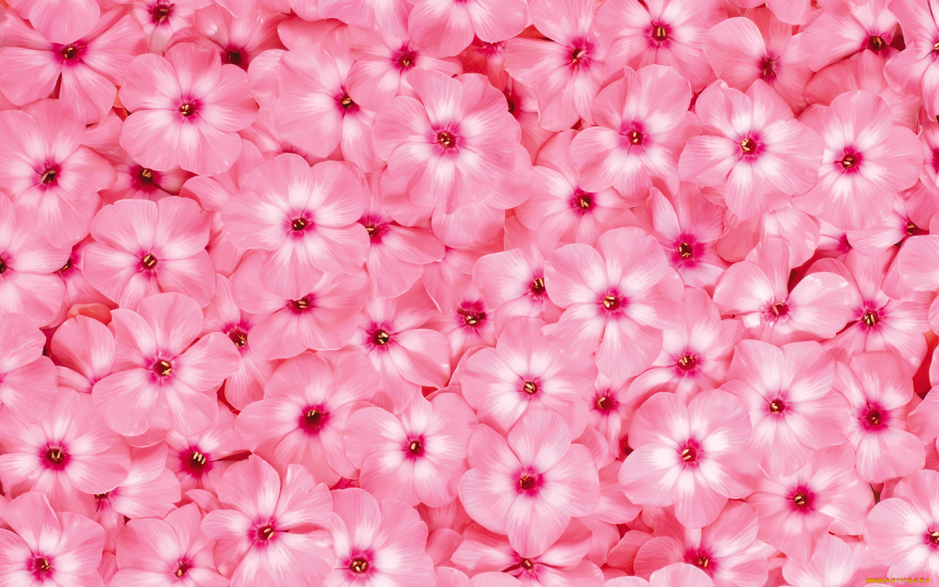 цветы, флоксы, розовый