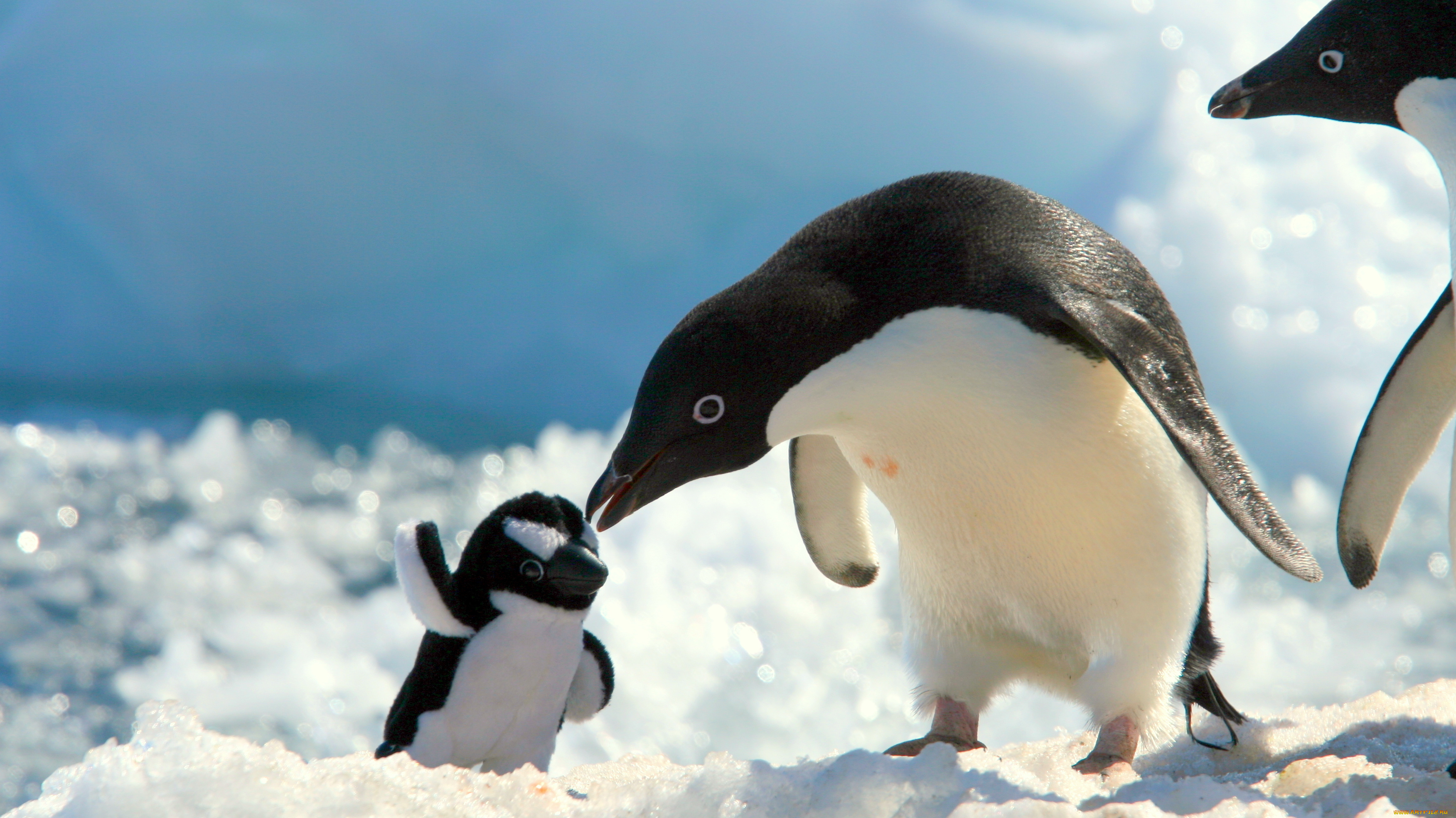 Где есть пингвины. Пингвин красноклювый. Императорский Пингвин в Антарктиде. Карликовый Пингвин. Водоплавающие птицы Пингвин.