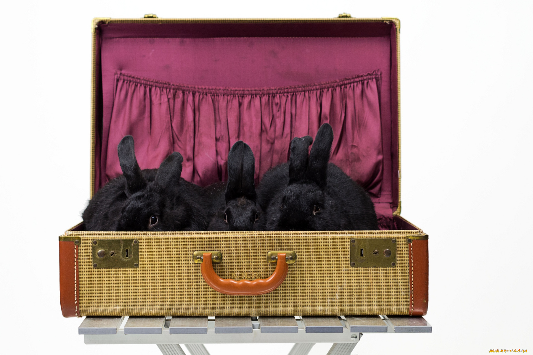 животные, кролики, зайцы, чемодан, уши