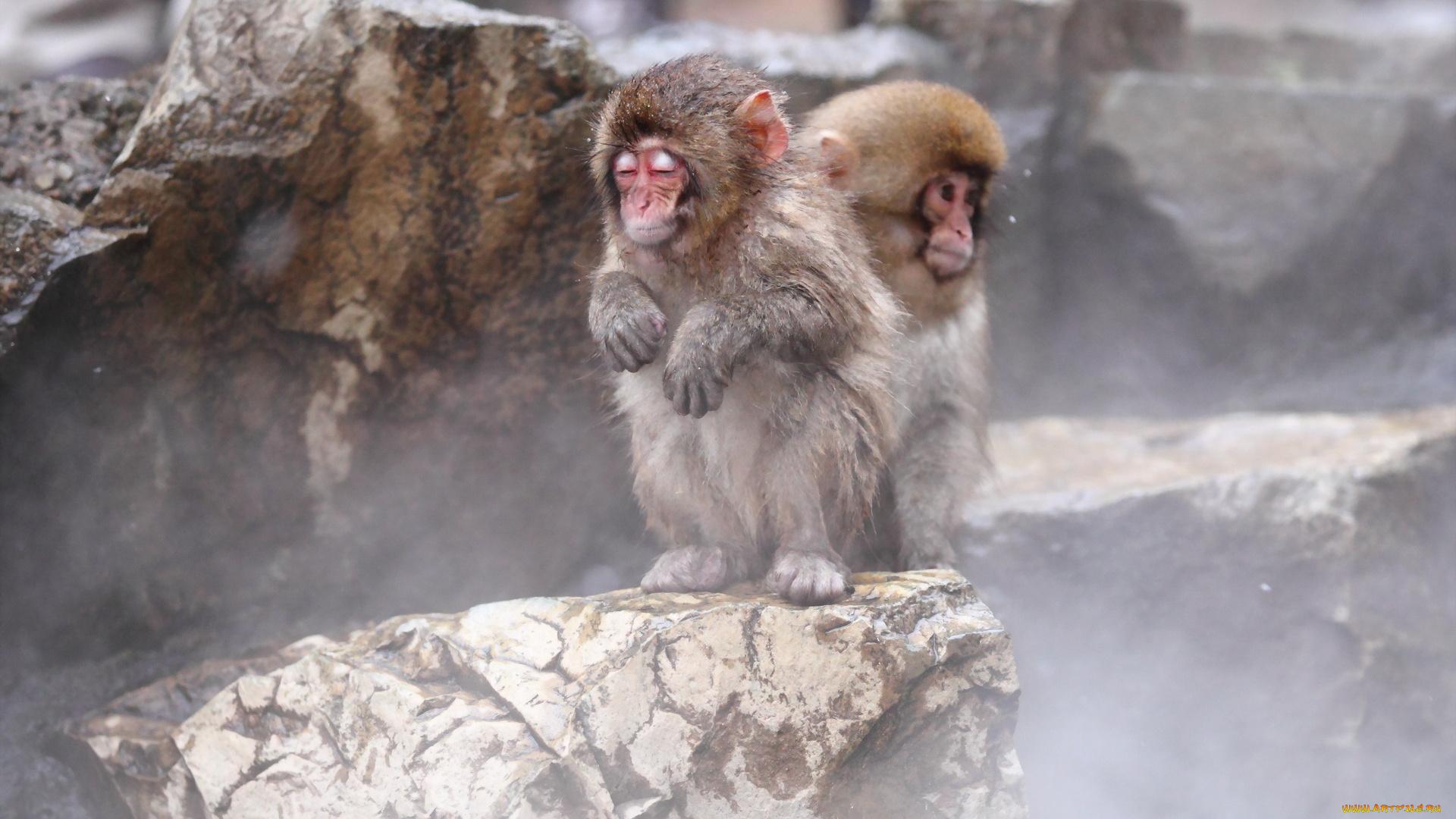 животные, обезьяны, nagano, snow, monkey, japan, природа, фон