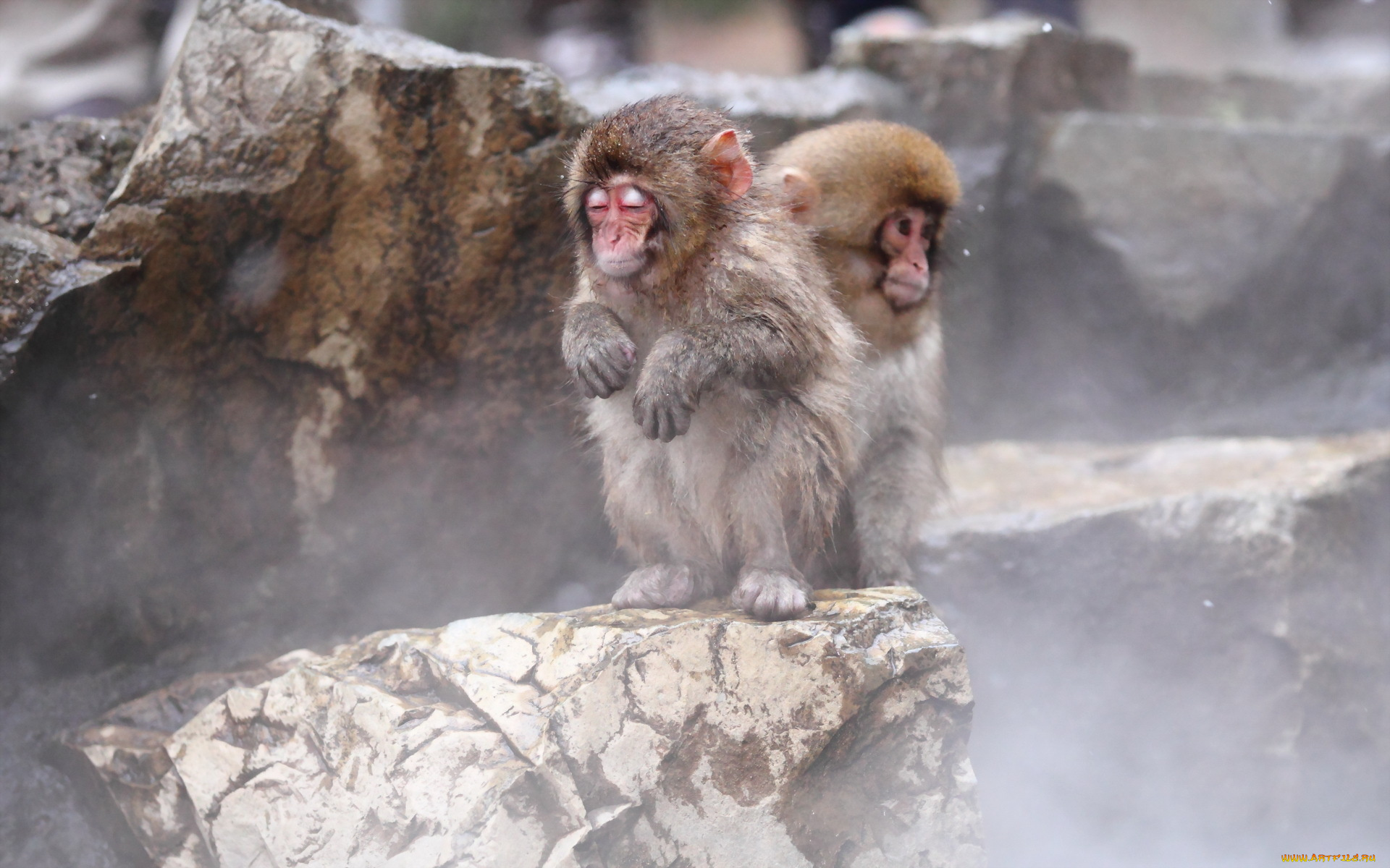 животные, обезьяны, nagano, snow, monkey, japan, природа, фон