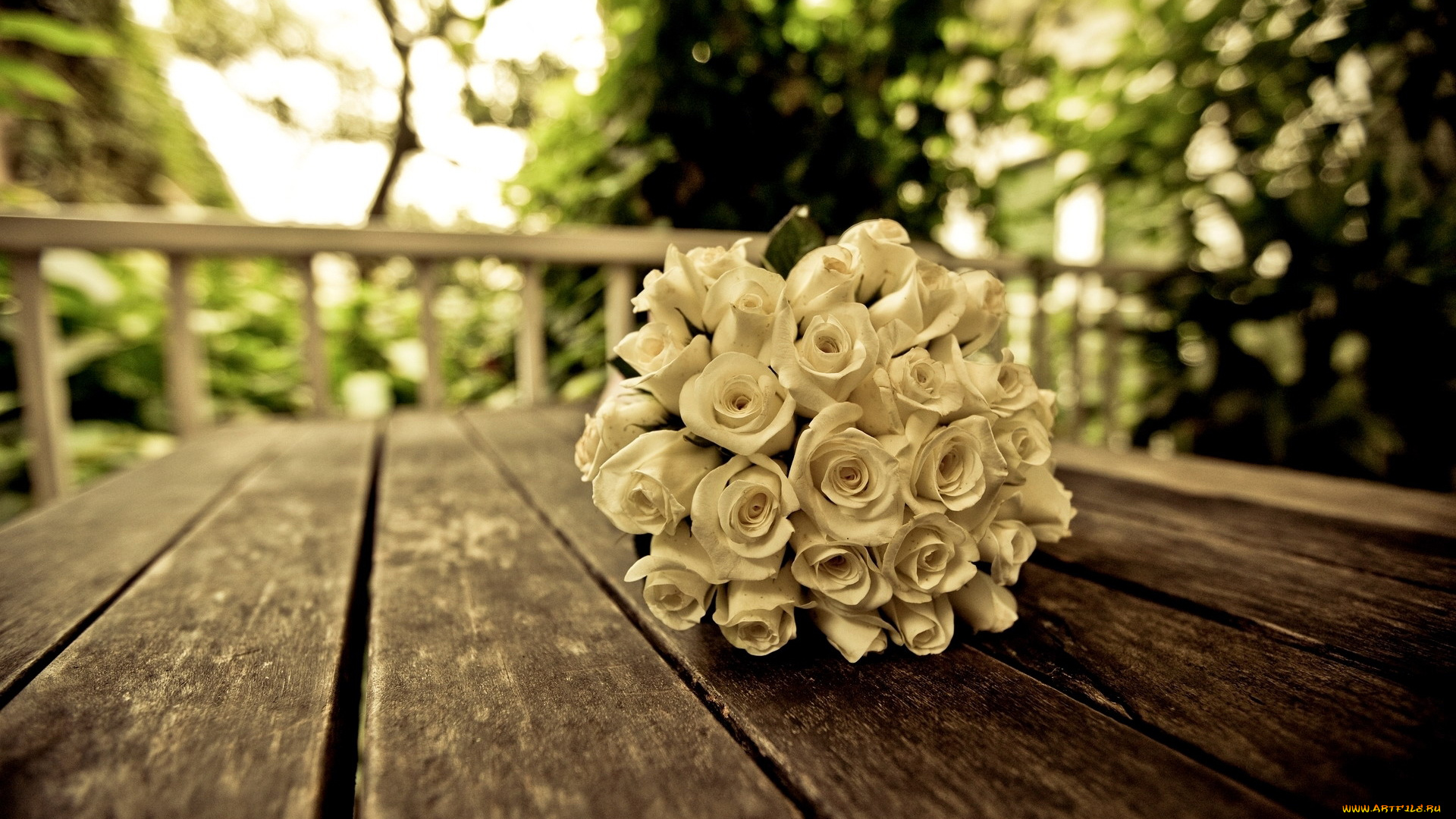 цветы, розы, белый, букет