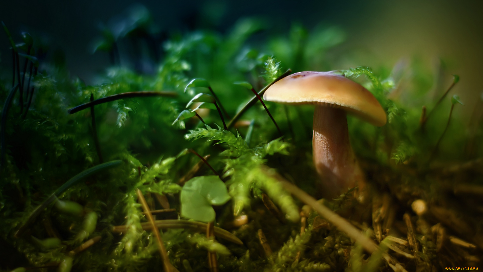 природа, грибы, макро
