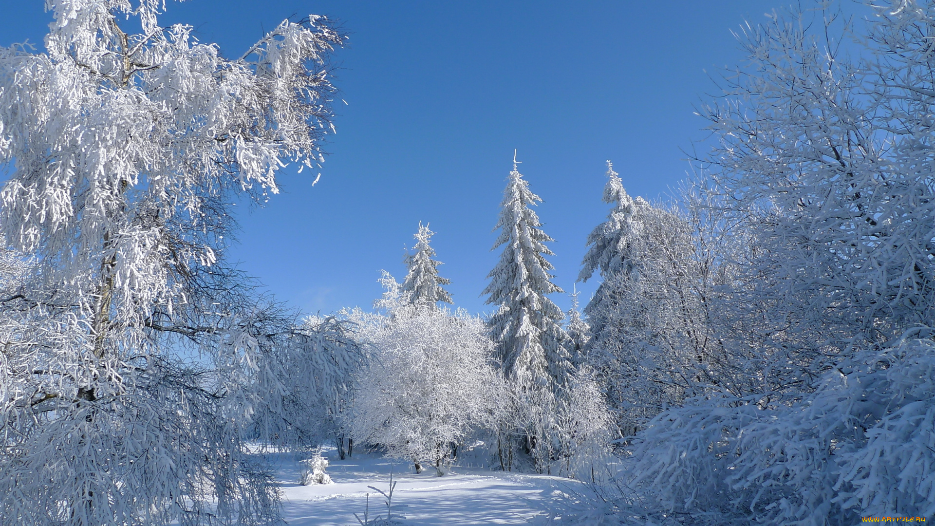 природа, зима, деревья, иней, небо, снег