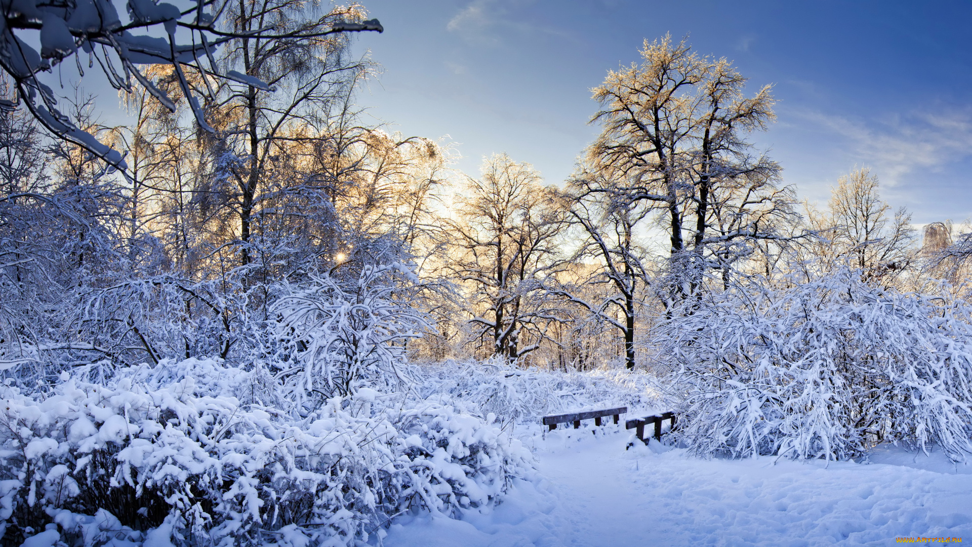 природа, зима, деревья, кусты, снег