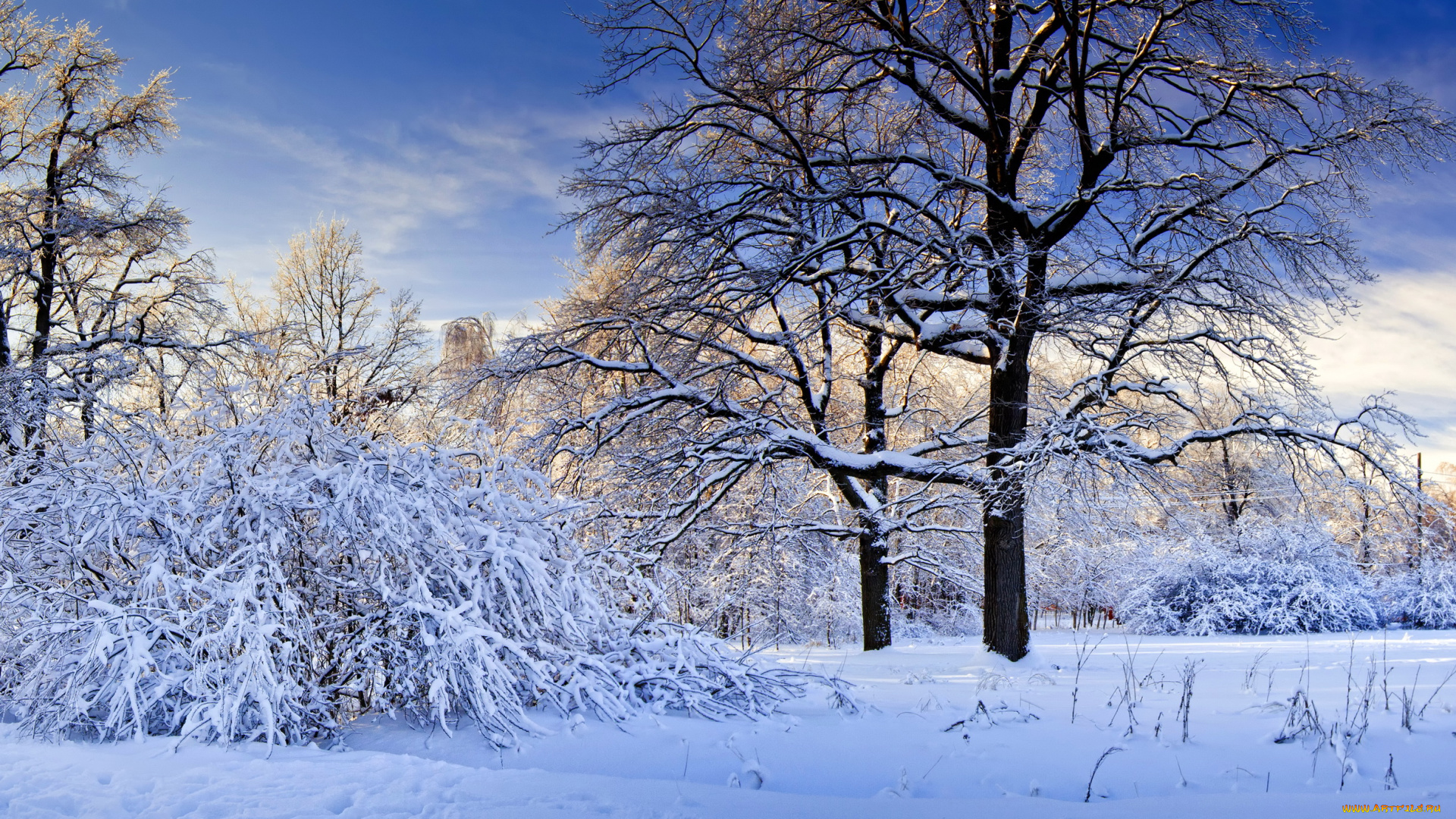 природа, зима, снег, деревья, кусты