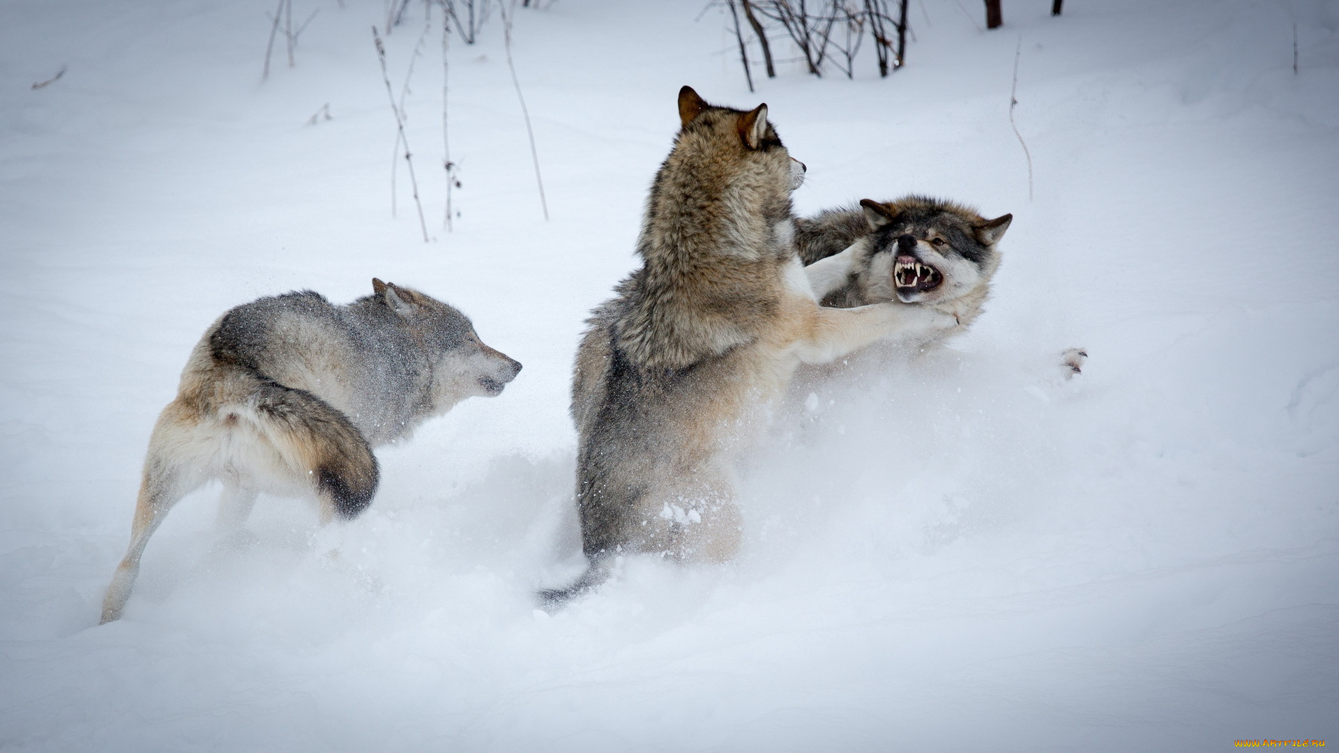 животные, волки, снег, зима, борьба