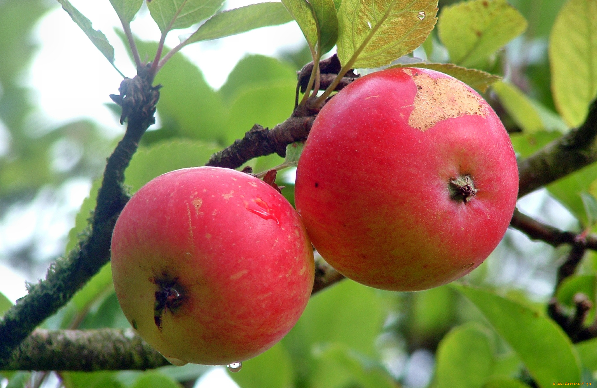 природа, плоды, яблоки, ветка, дерево