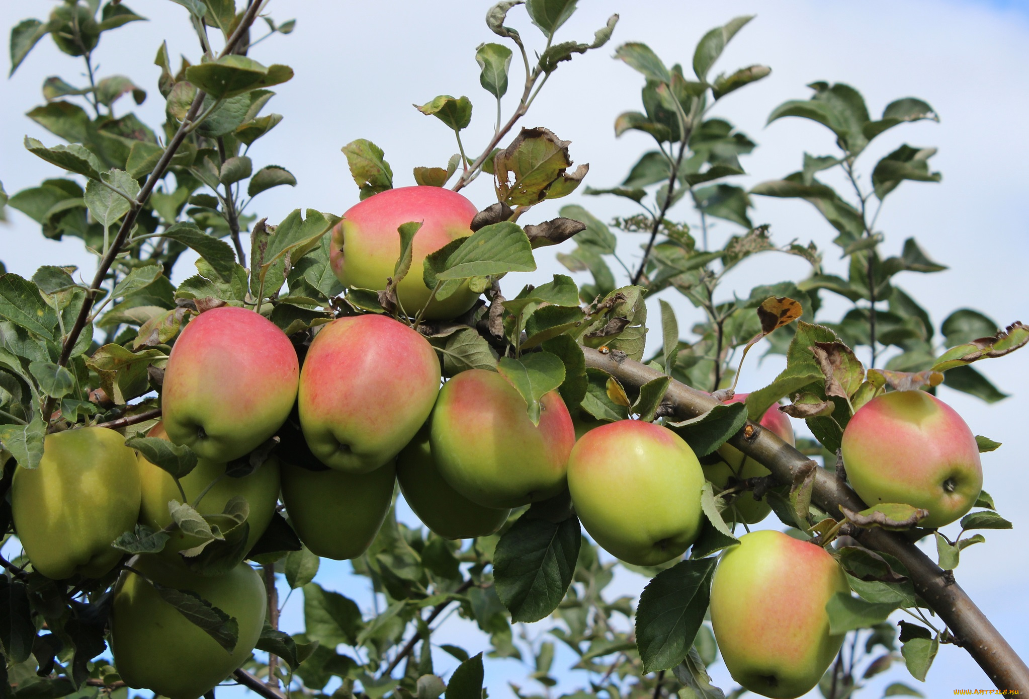 природа, плоды, яблоки, ветка, дерево
