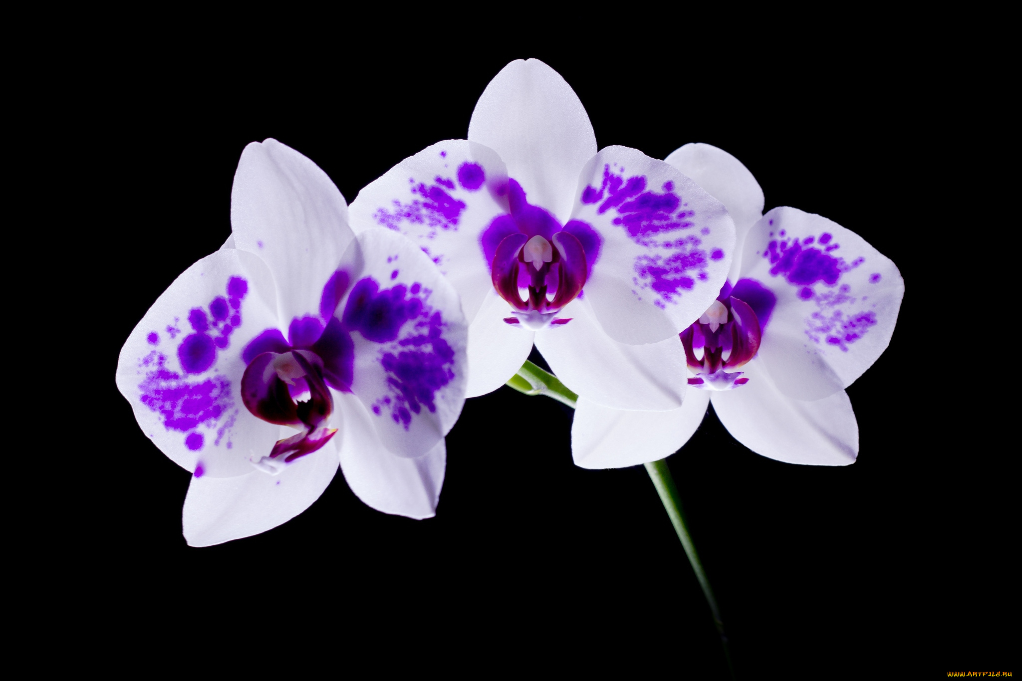 цветы, орхидеи, пятнистый