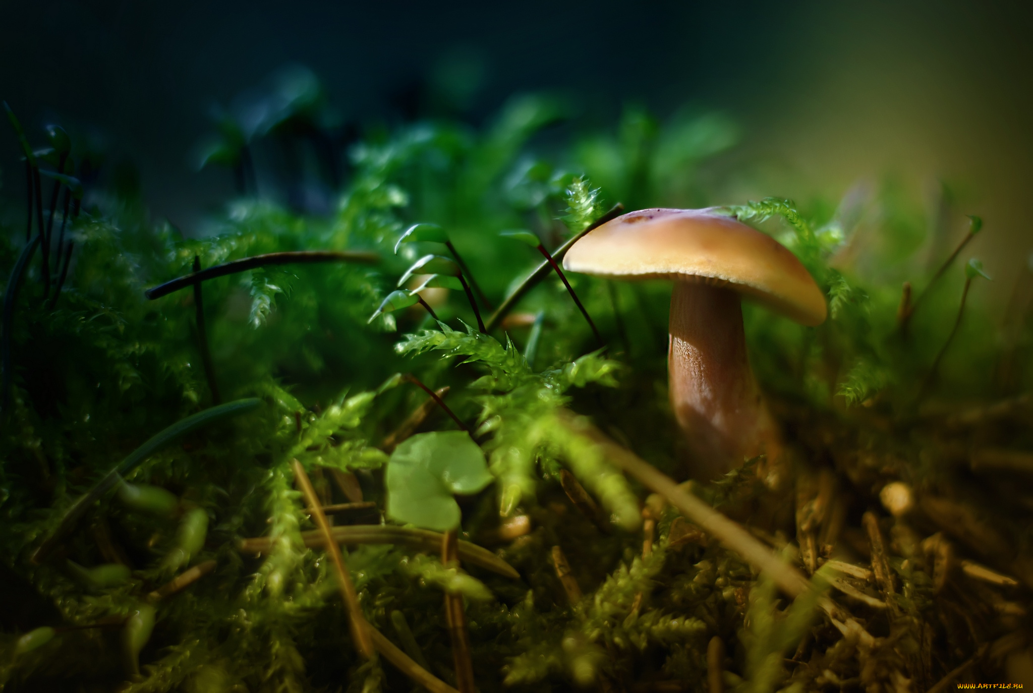 природа, грибы, макро