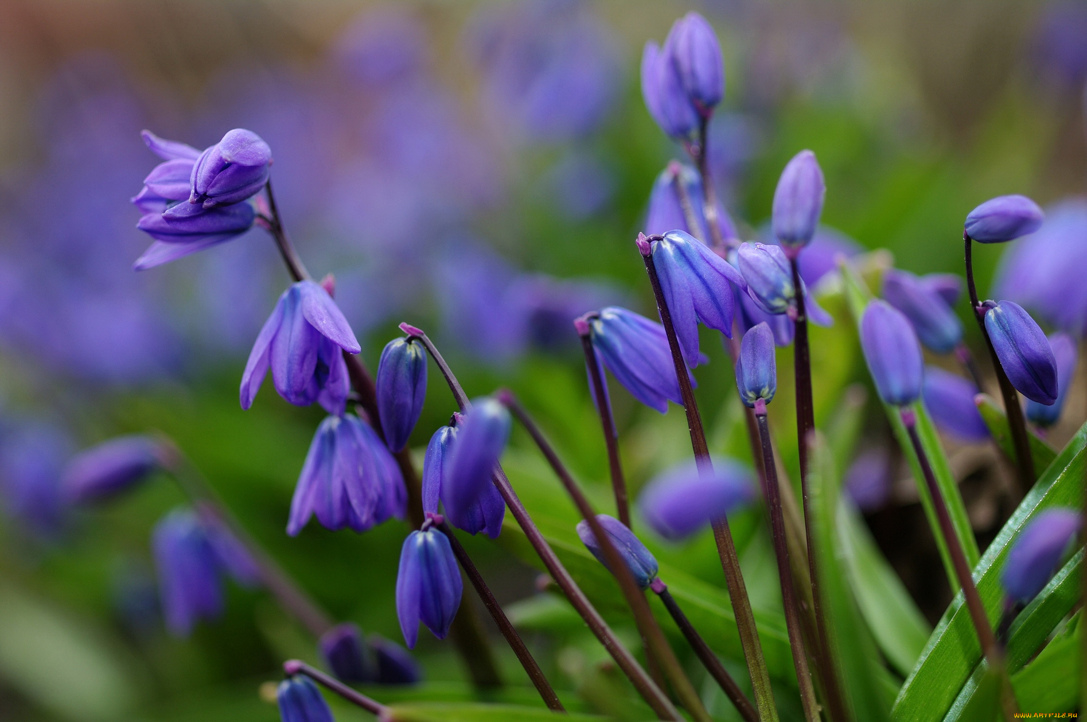 природа цветы синие подснежники бесплатно