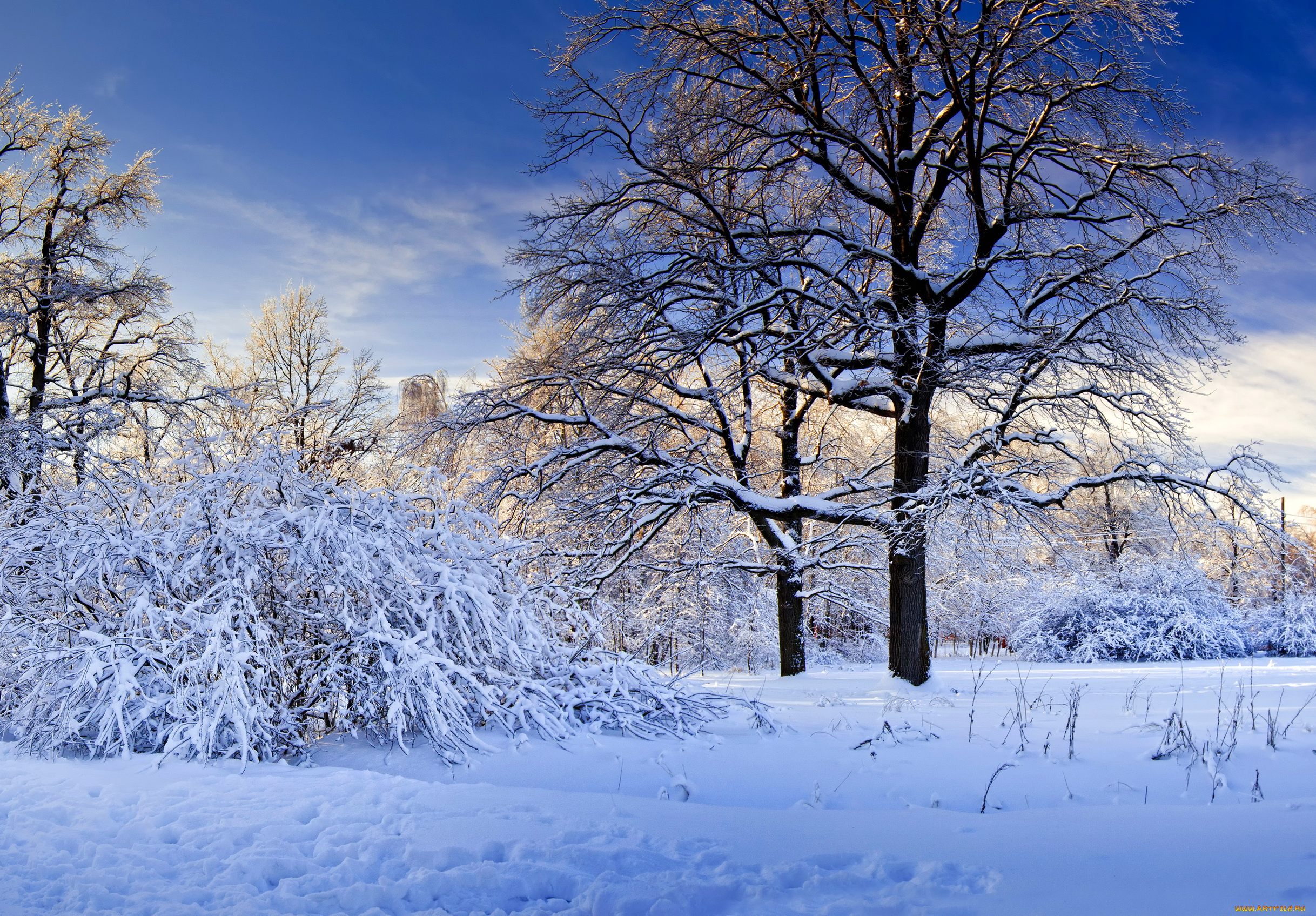 природа, зима, снег, деревья, кусты