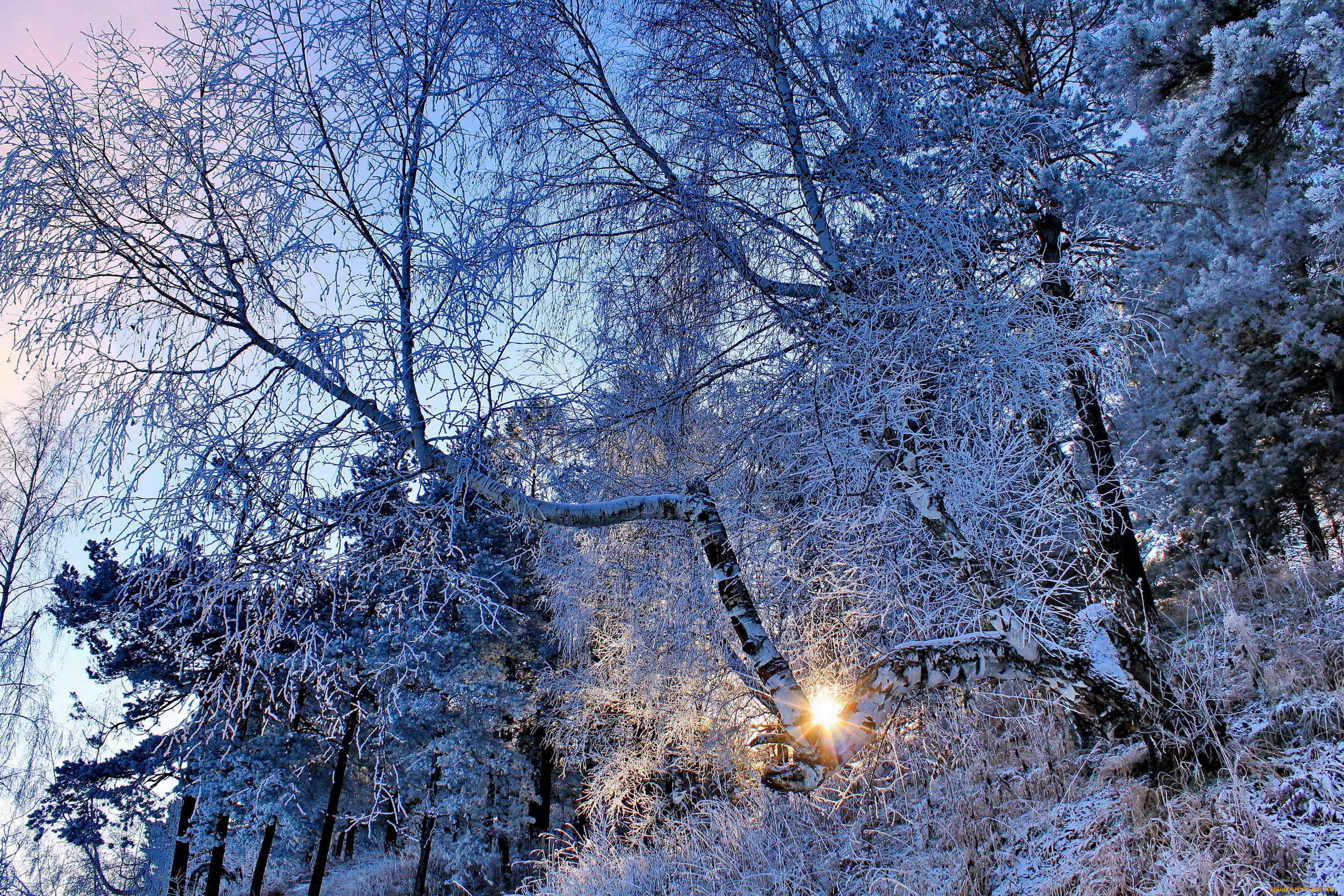 природа, зима, деревья, ели, снег, иней, солнце, лучи