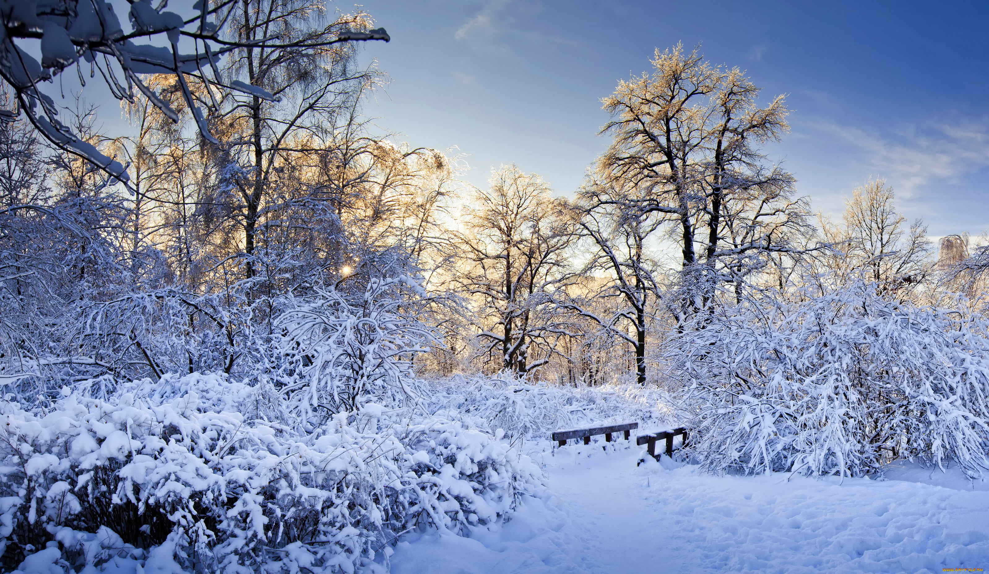 природа, зима, деревья, кусты, снег