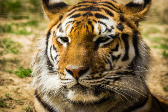 Картинка животные тигры портрет морда тигр