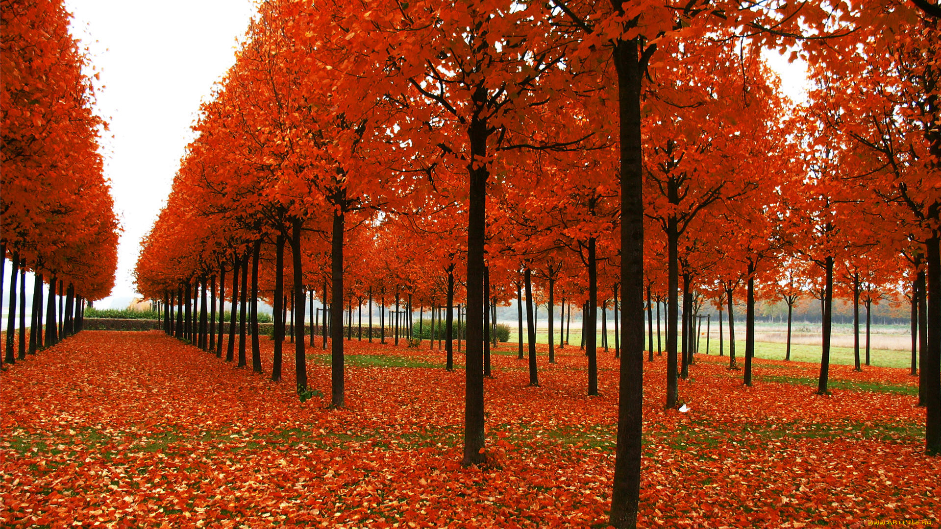 природа, парк, осень, деревья, листья