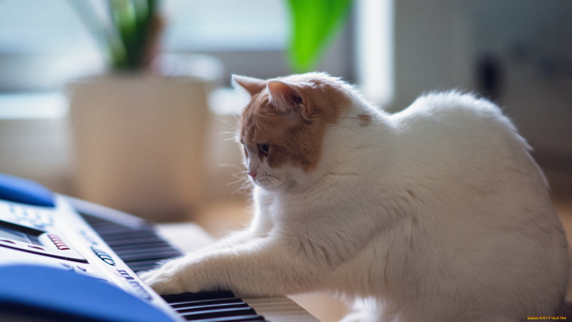 животные, коты, музыкант, клавиши, кот, белый