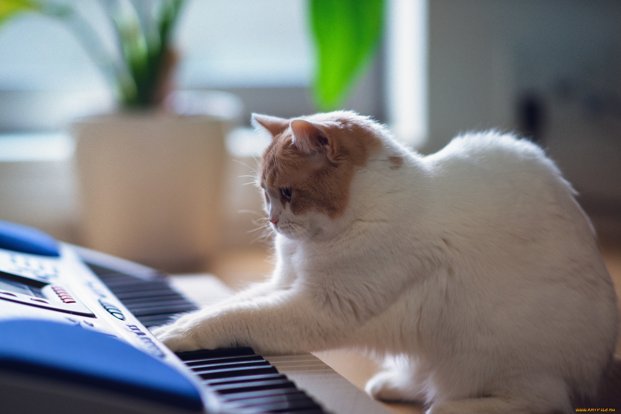 животные, коты, музыкант, клавиши, кот, белый