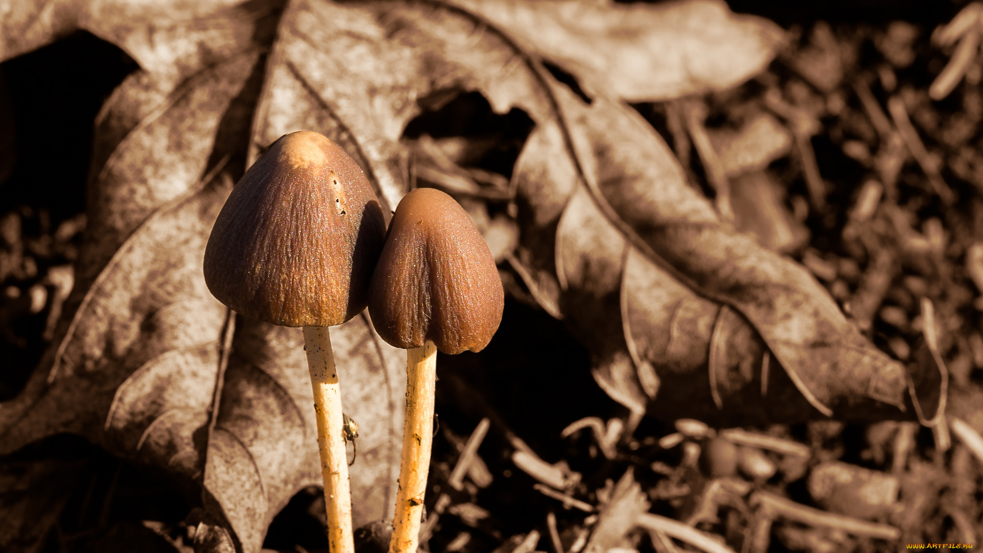 природа, грибы, макро, осень