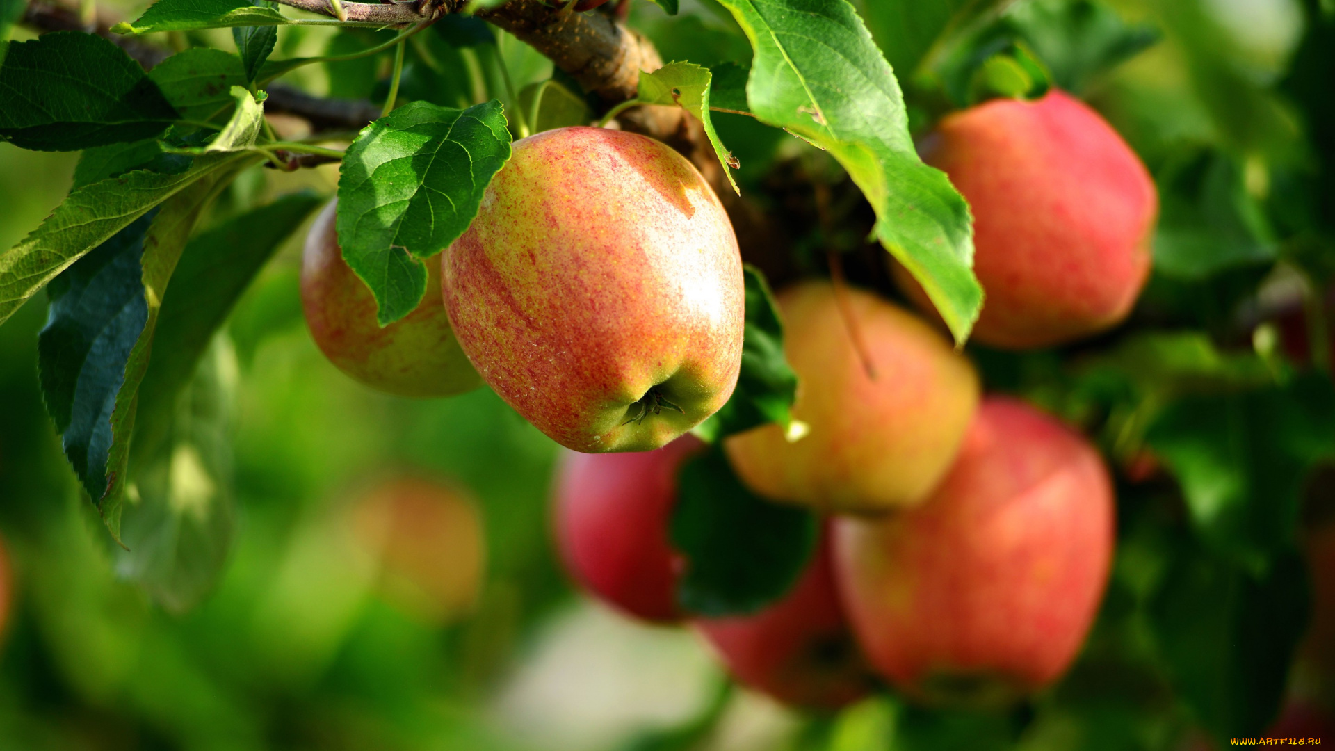 природа, плоды, яблоня, лето, яблоки