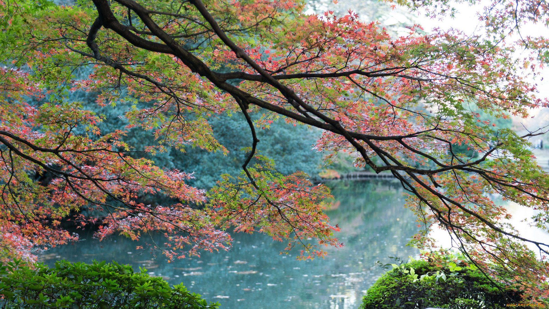 природа, реки, озера, деревья, листья