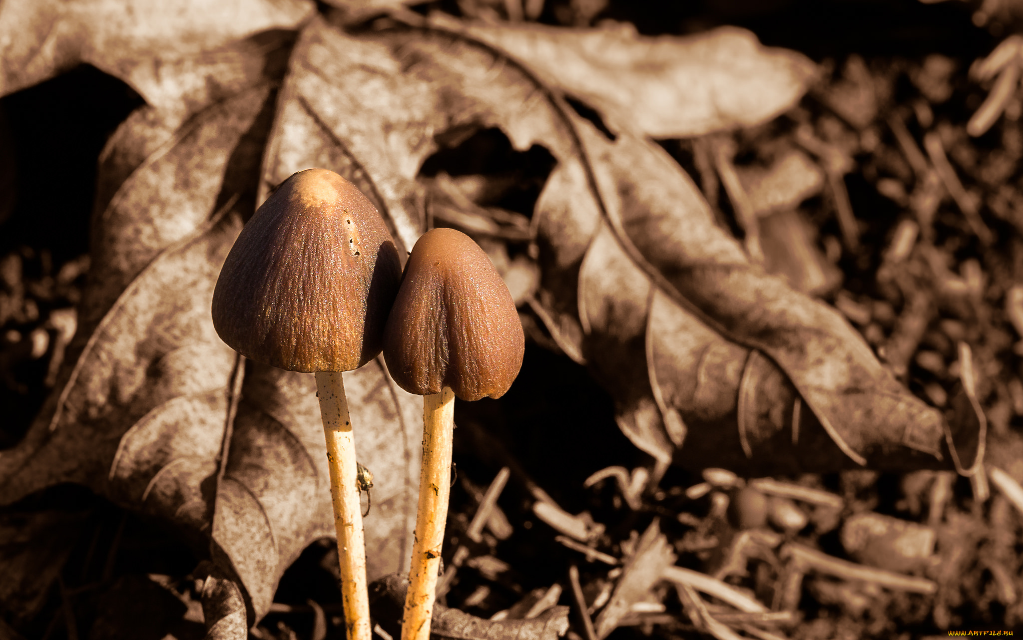 природа, грибы, макро, осень