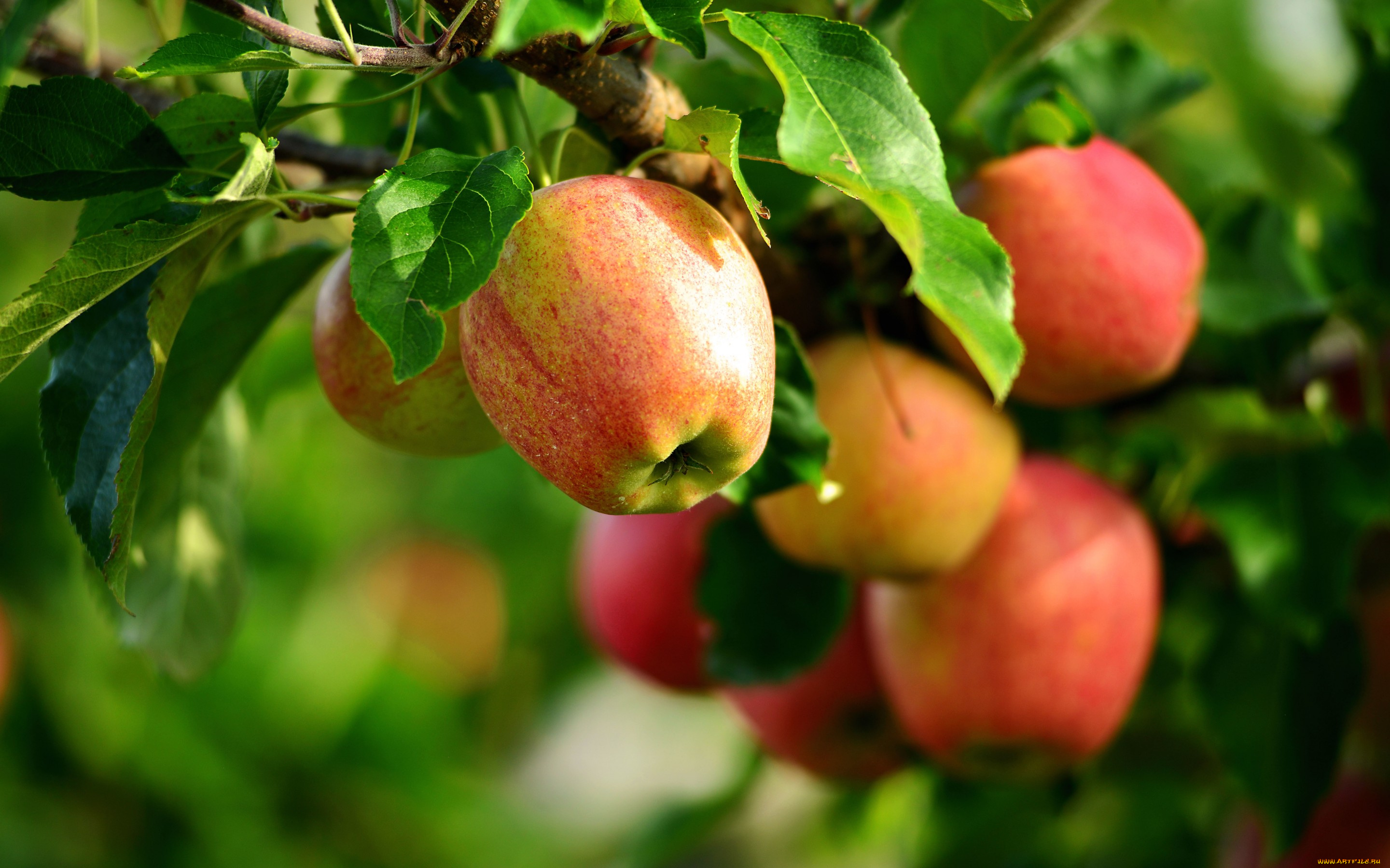 природа, плоды, яблоня, лето, яблоки