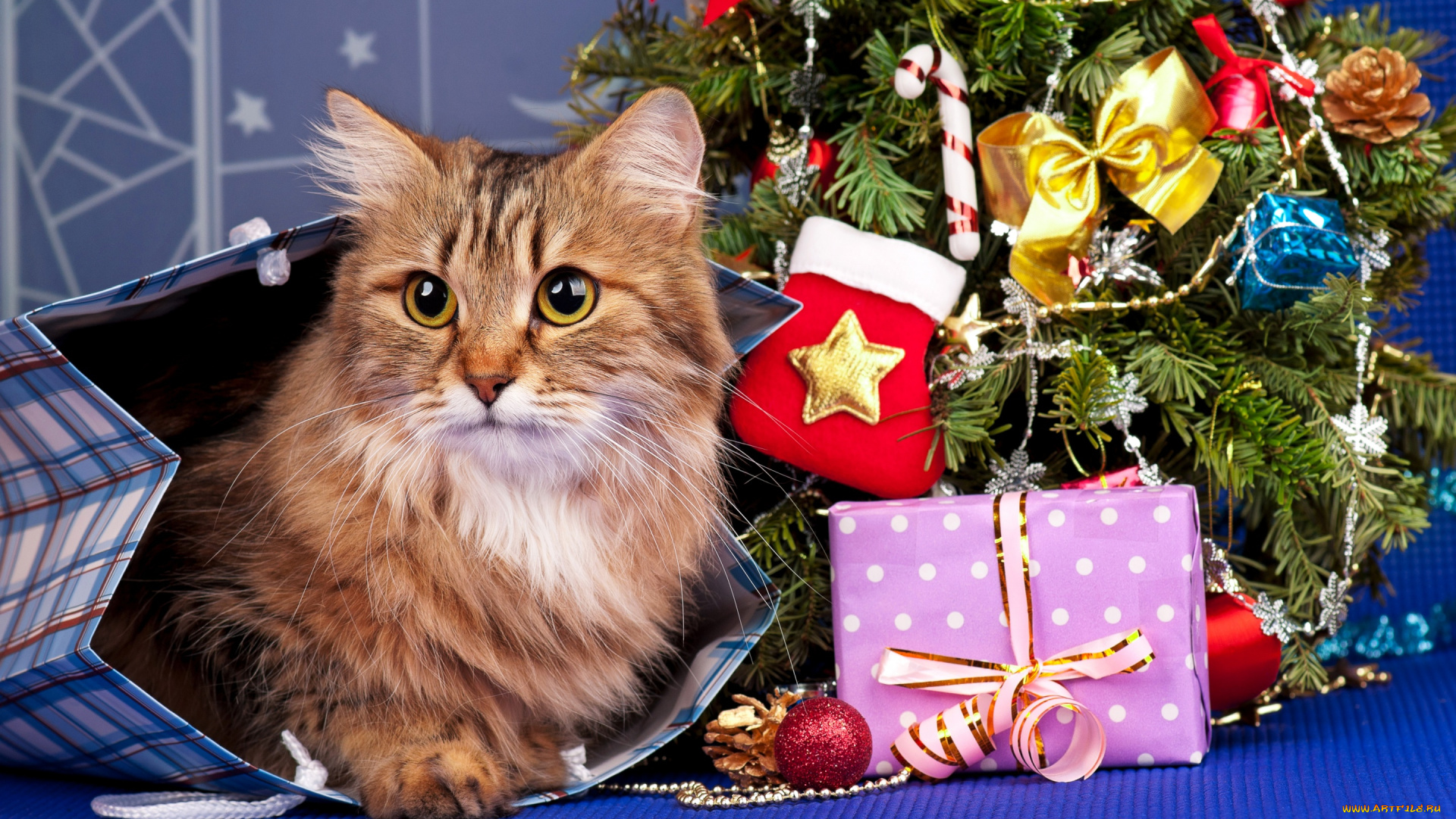 животные, коты, кошка, подарки, праздник, рыжая, игрушки, пакет, елка, новый, год, кот