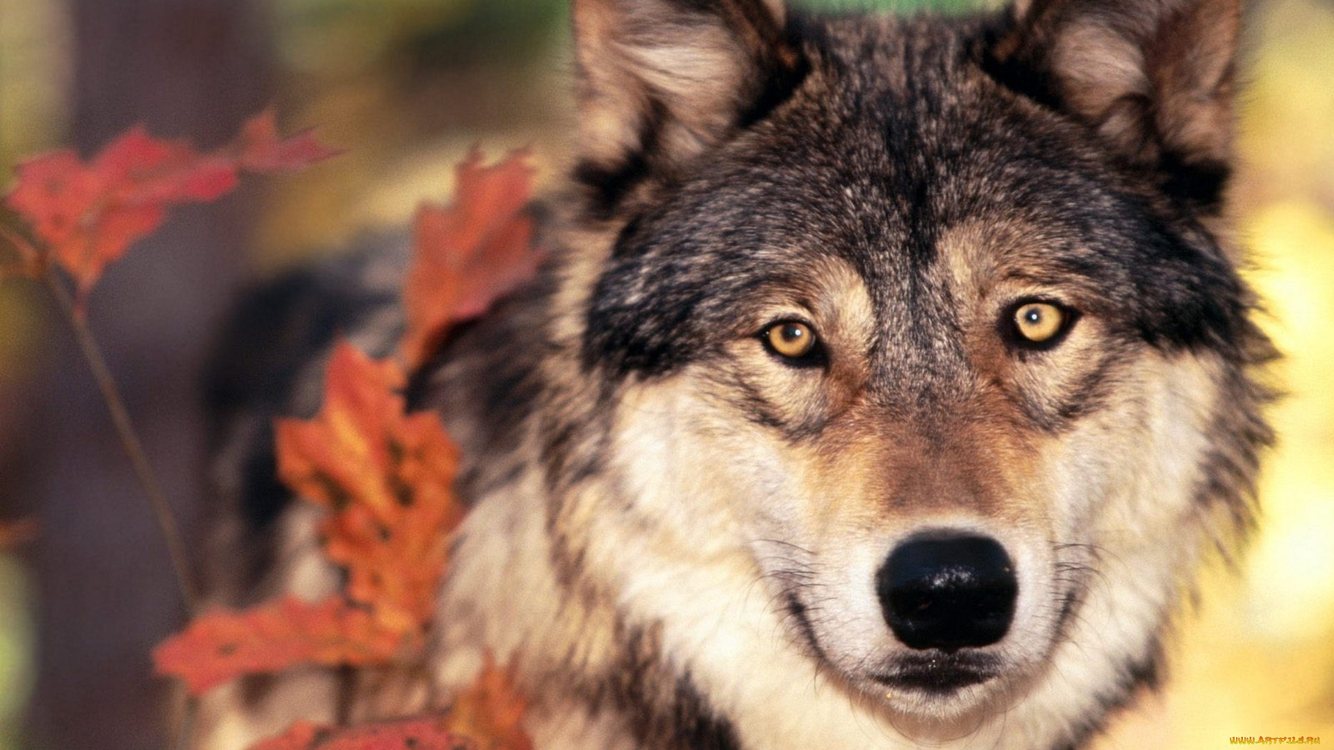 животные, волки, , койоты, , шакалы, осень, серый, волк
