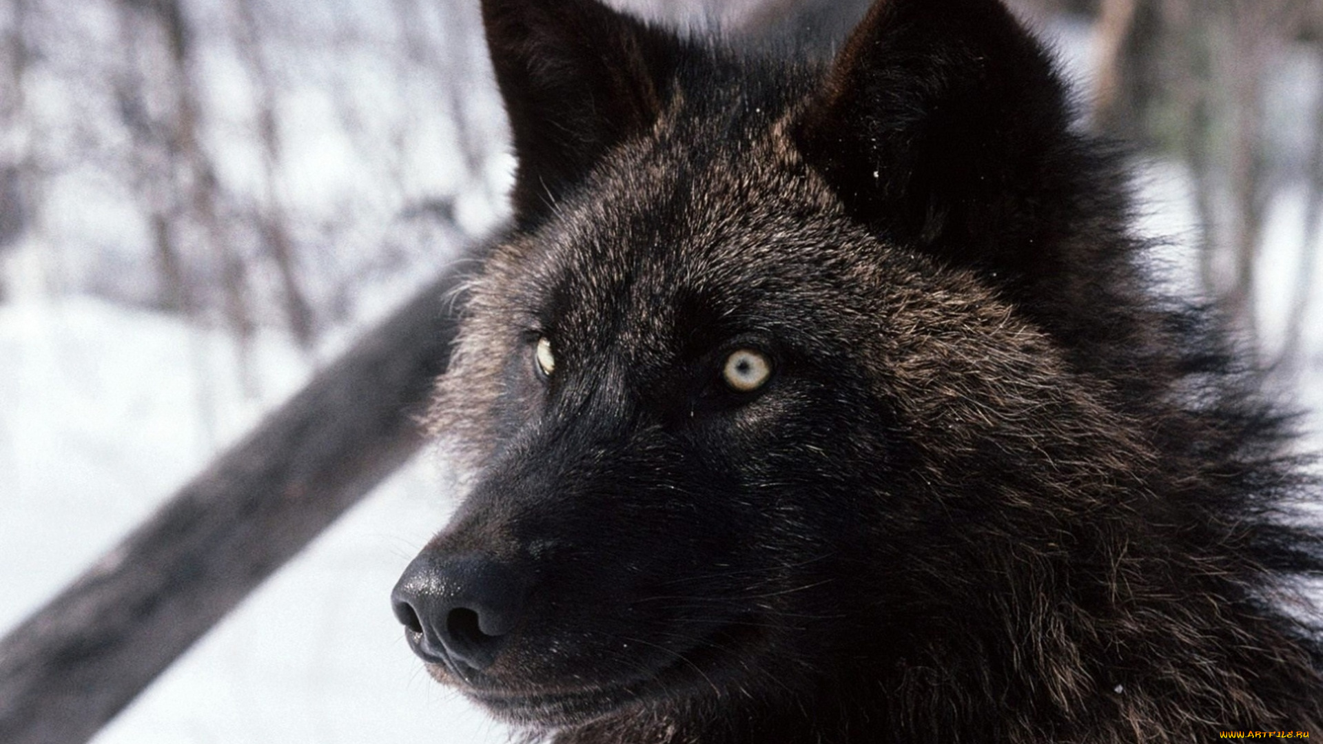 животные, волки, , койоты, , шакалы, снег, хищник, зверь, черный, волк