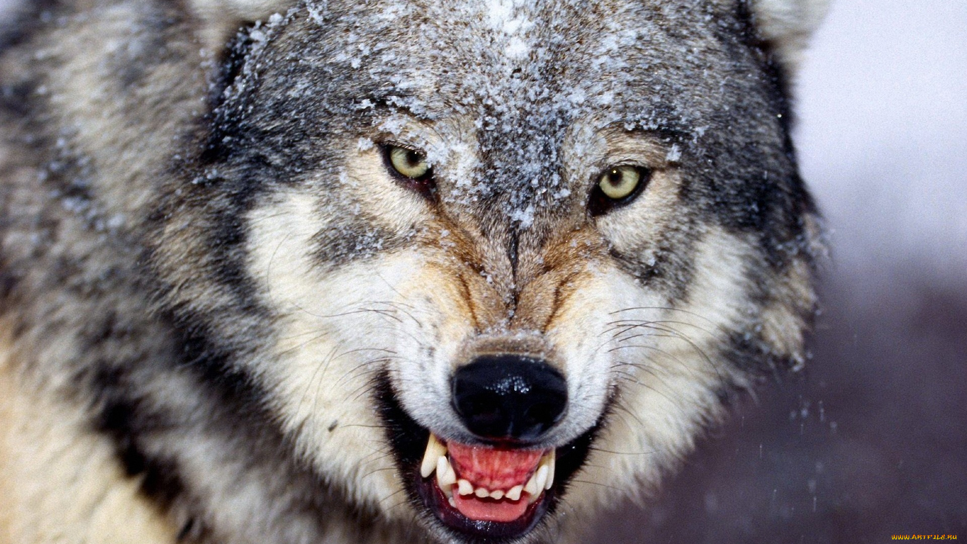 животные, волки, , койоты, , шакалы, волк, зверь, хищник, оскал