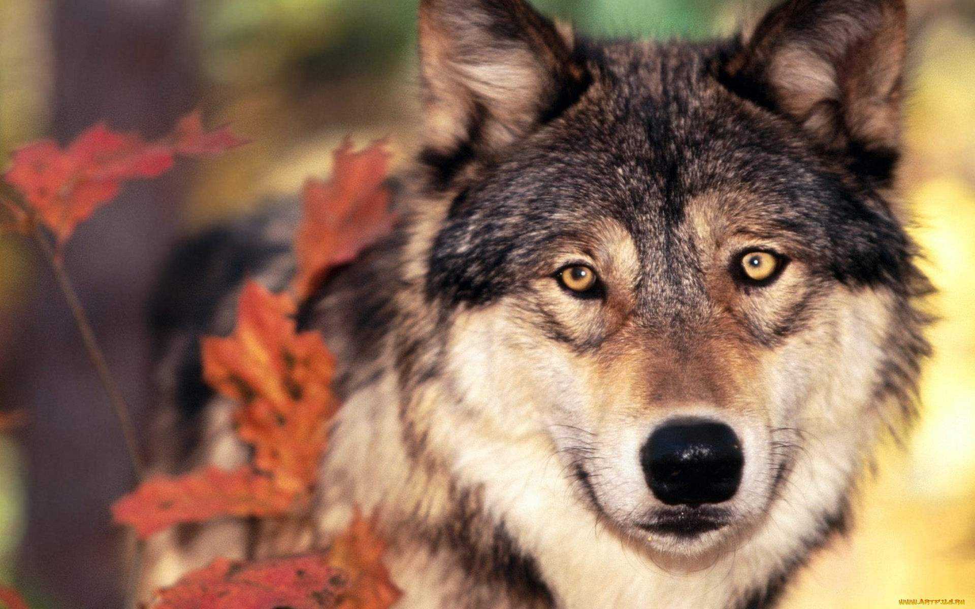 животные, волки, , койоты, , шакалы, осень, серый, волк