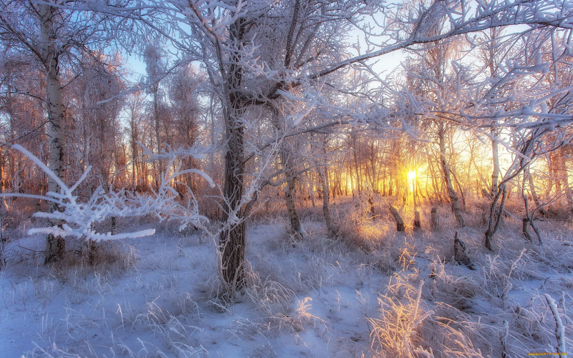 природа, лес, лесная, сказка, , i, солнце, снег, иней, мороз, деревья