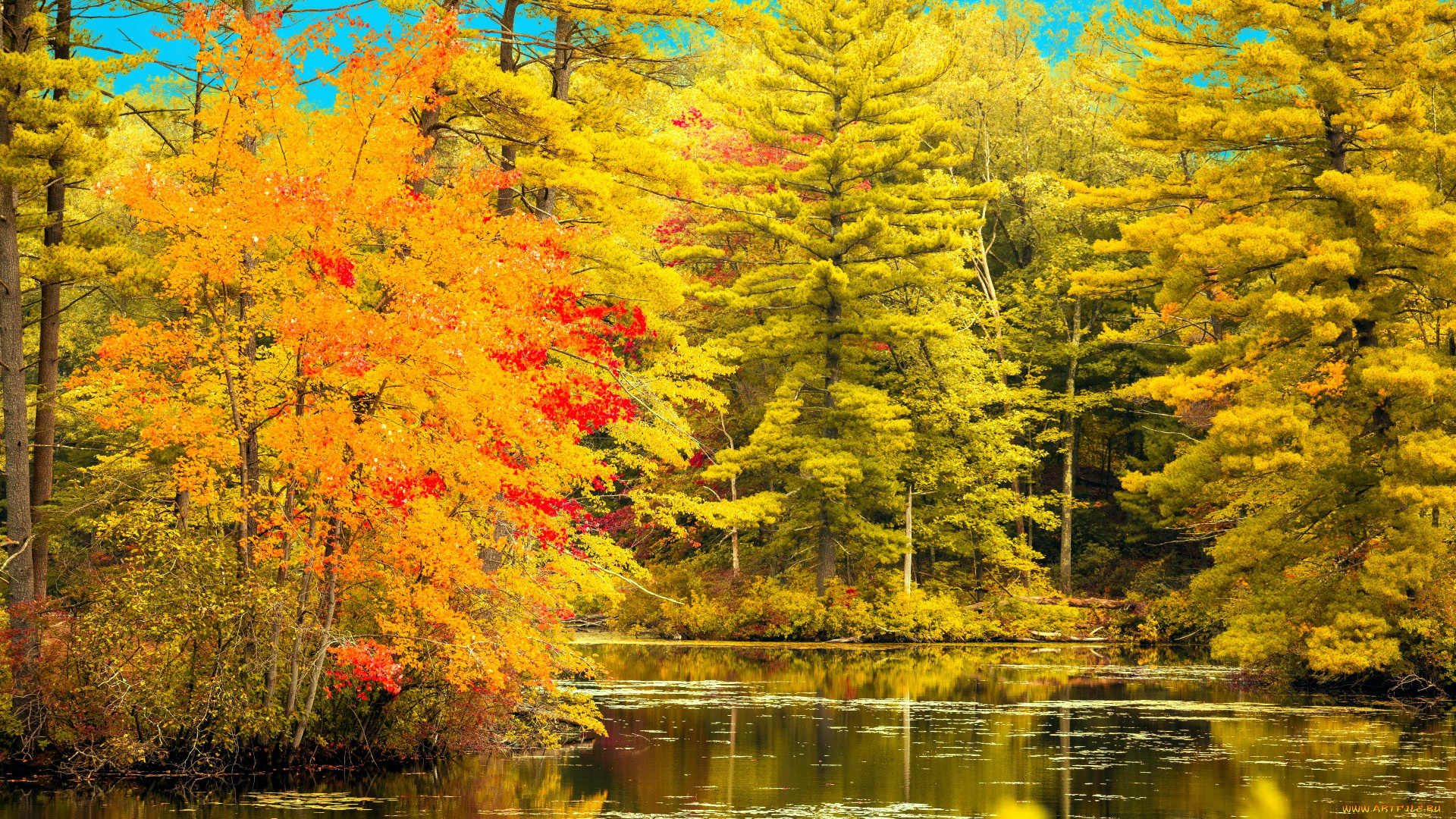 природа, реки, озера, отражение, осень, река