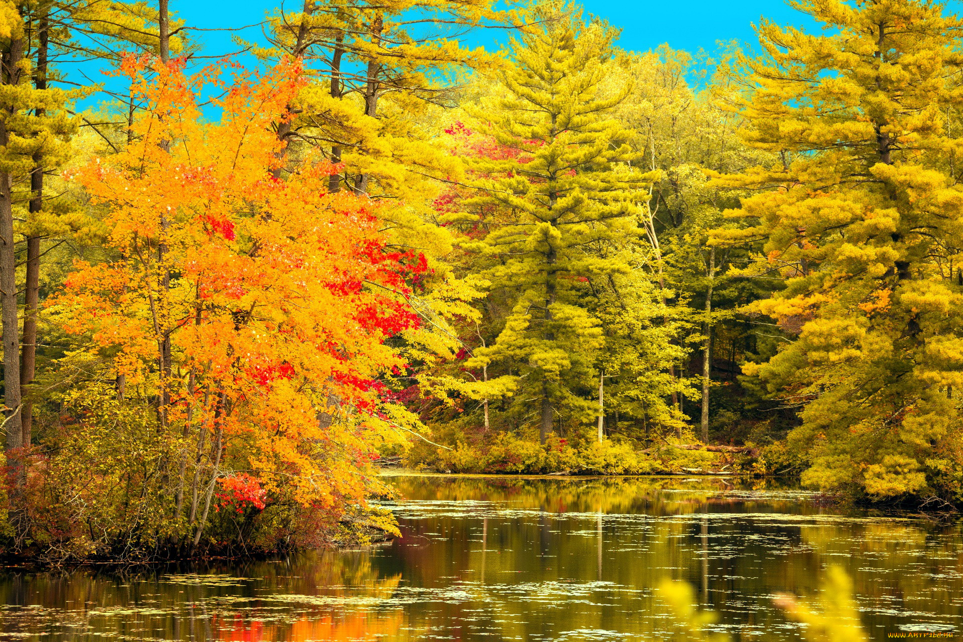 природа, реки, озера, отражение, осень, река