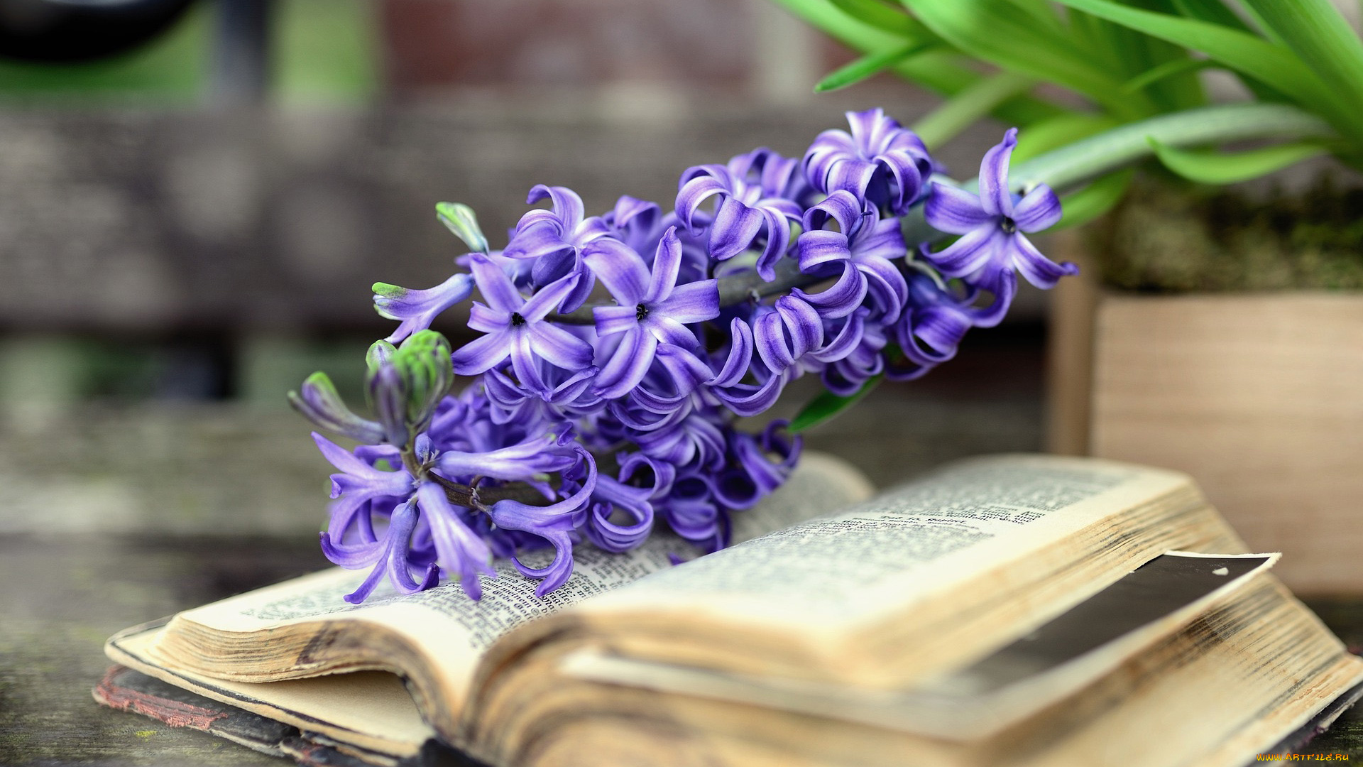 цветы, гиацинты, книга, гиацинт, синий